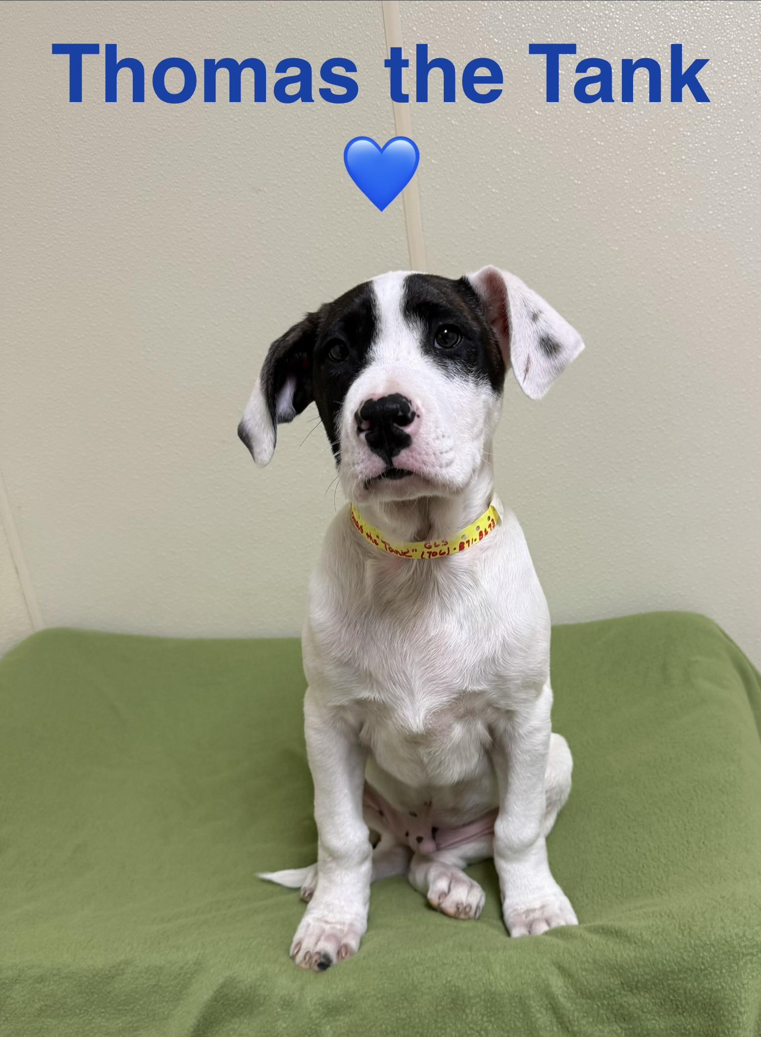 Thomas the “Tank”, a ADOPTABLE mixed breed in Douglas, MA image 4/5