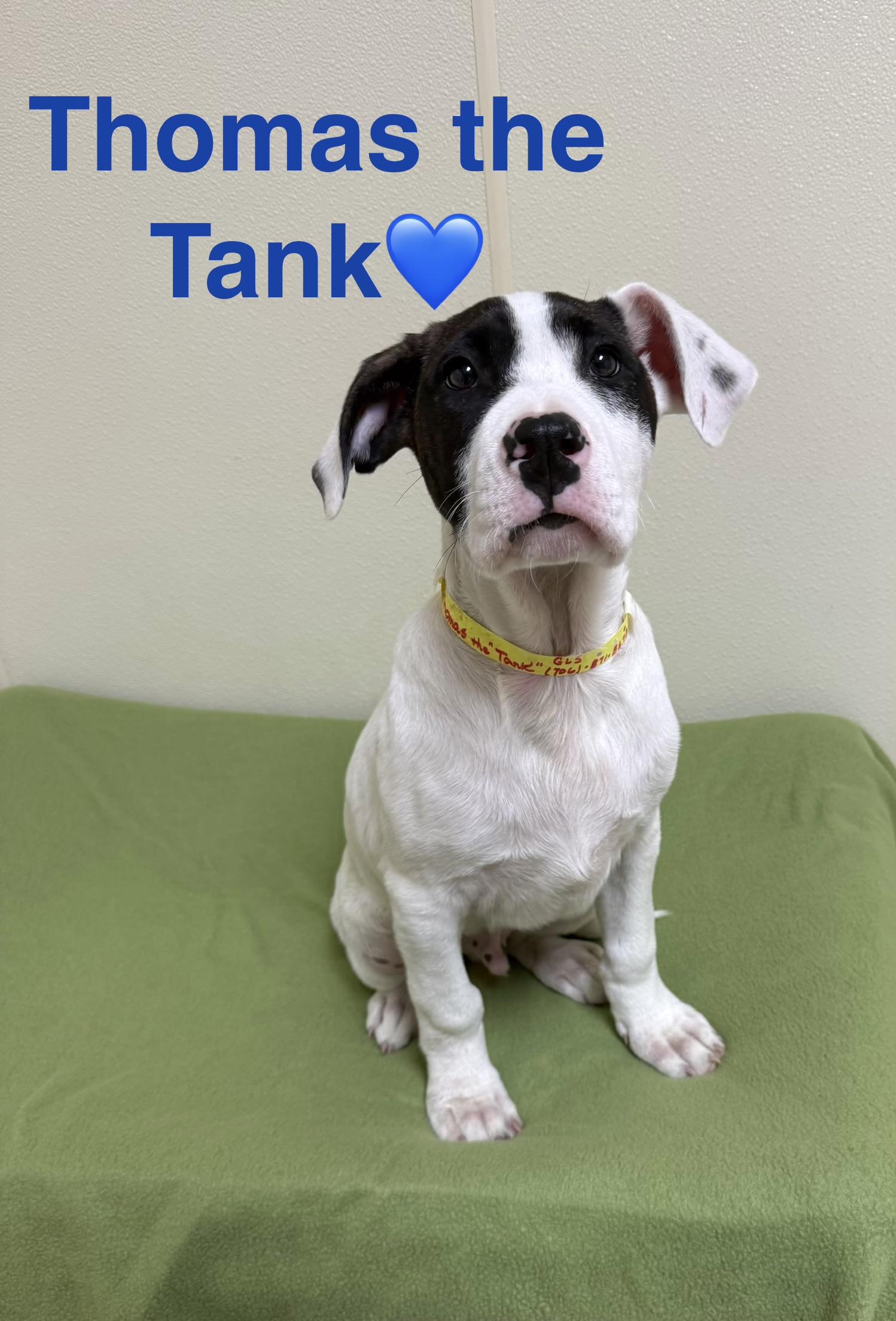 Thomas the “Tank”, ADOPTABLE, Puppy Male Mixed Breed.