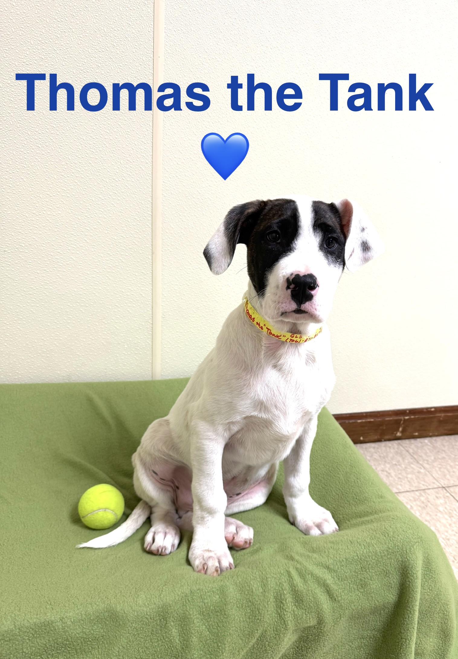 Thomas the “Tank”, a ADOPTABLE mixed breed in Douglas, MA image 3/5