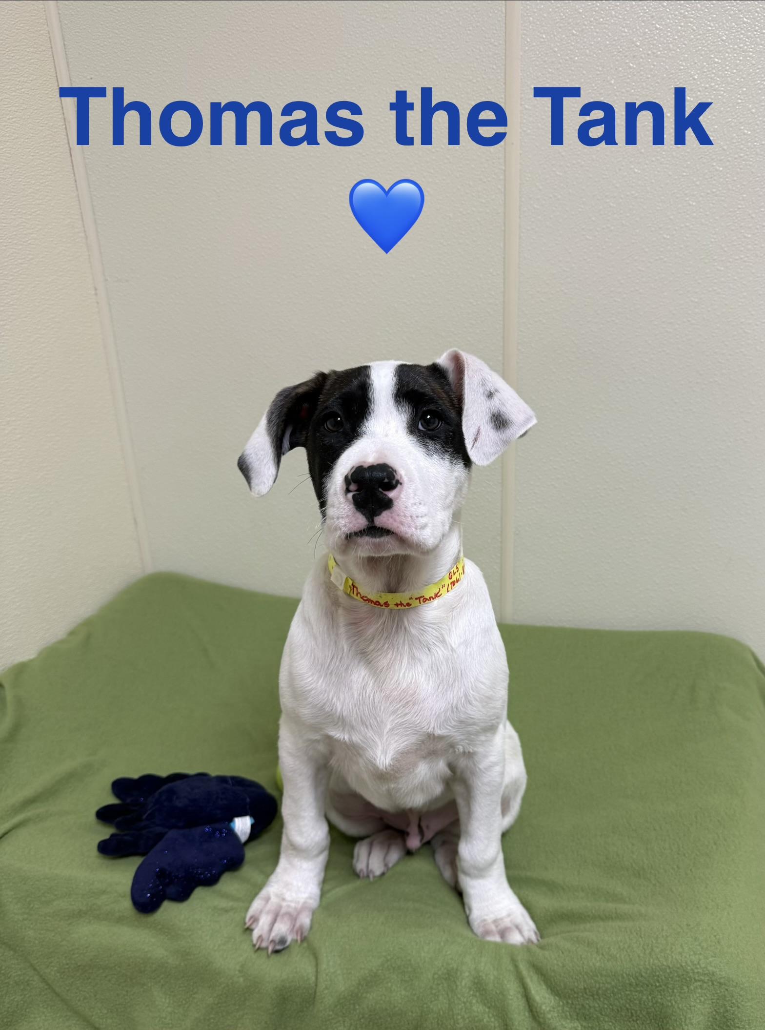 Thomas the “Tank”, a ADOPTABLE mixed breed in Douglas, MA image 2/5