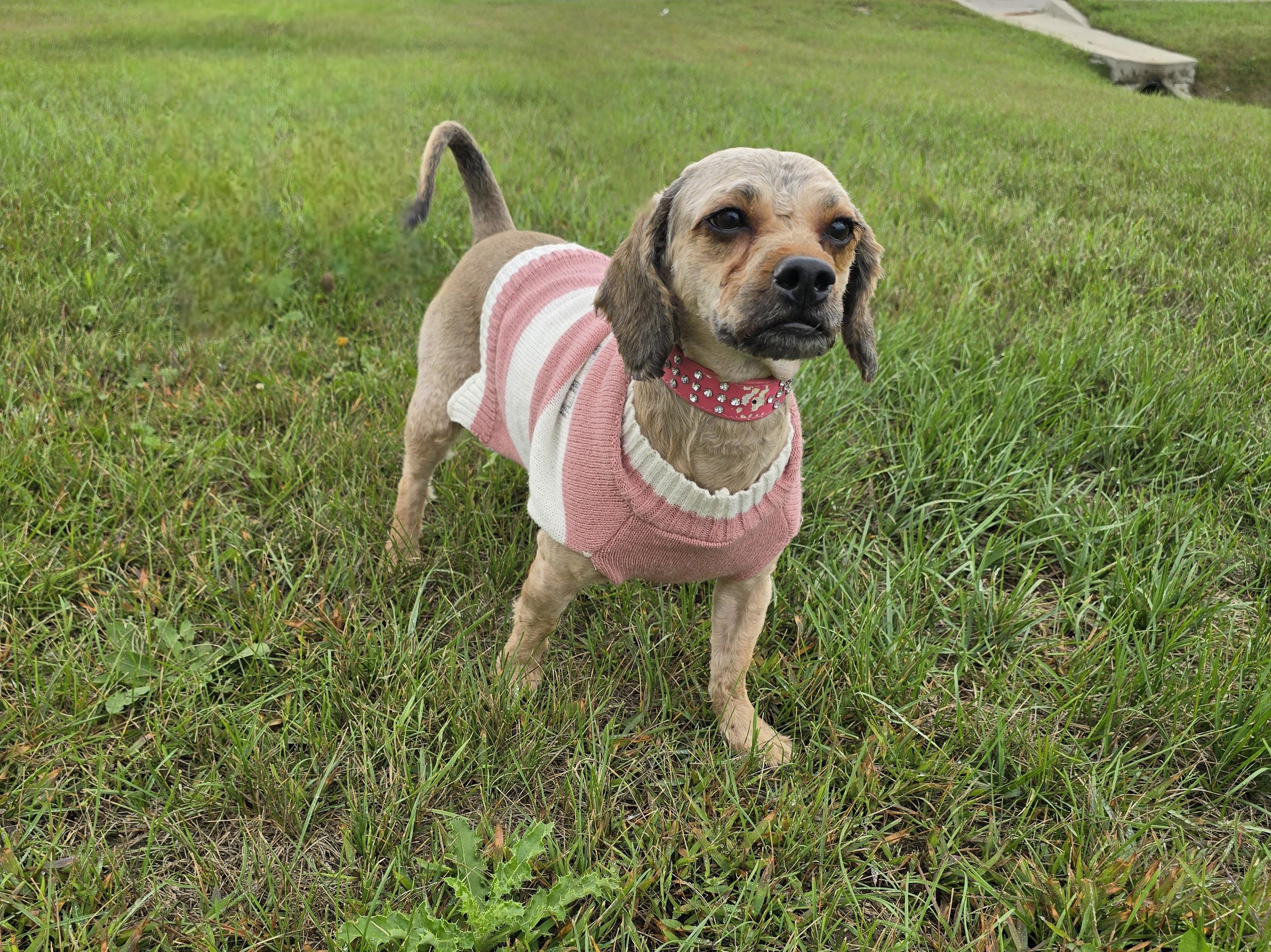 Matilda-Adoption Pending, Adoptable, Adult Female Shih Tzu.