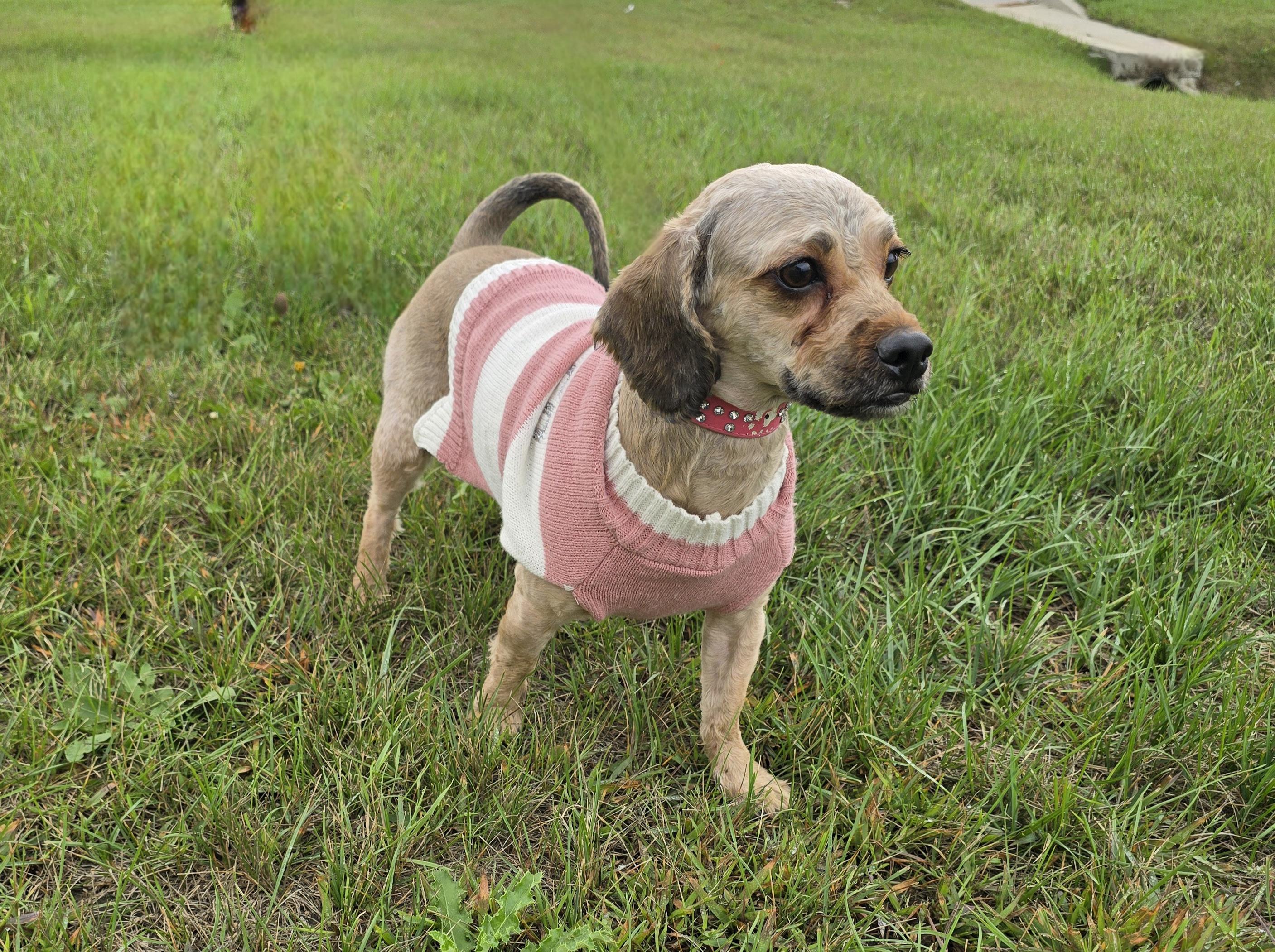Enlarge Matilda-Adoption Pending, a Adoptable mixed breed in Jamestown, ND image 3/6