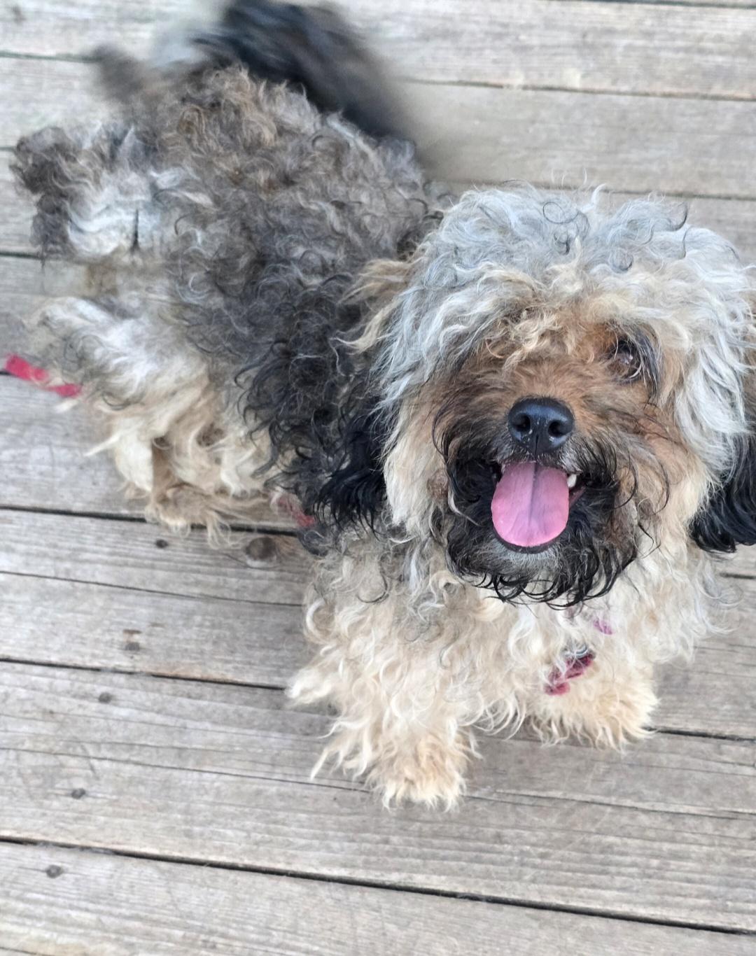 Enlarge Matilda, a Adoptable mixed breed in Jamestown, ND image 6/6