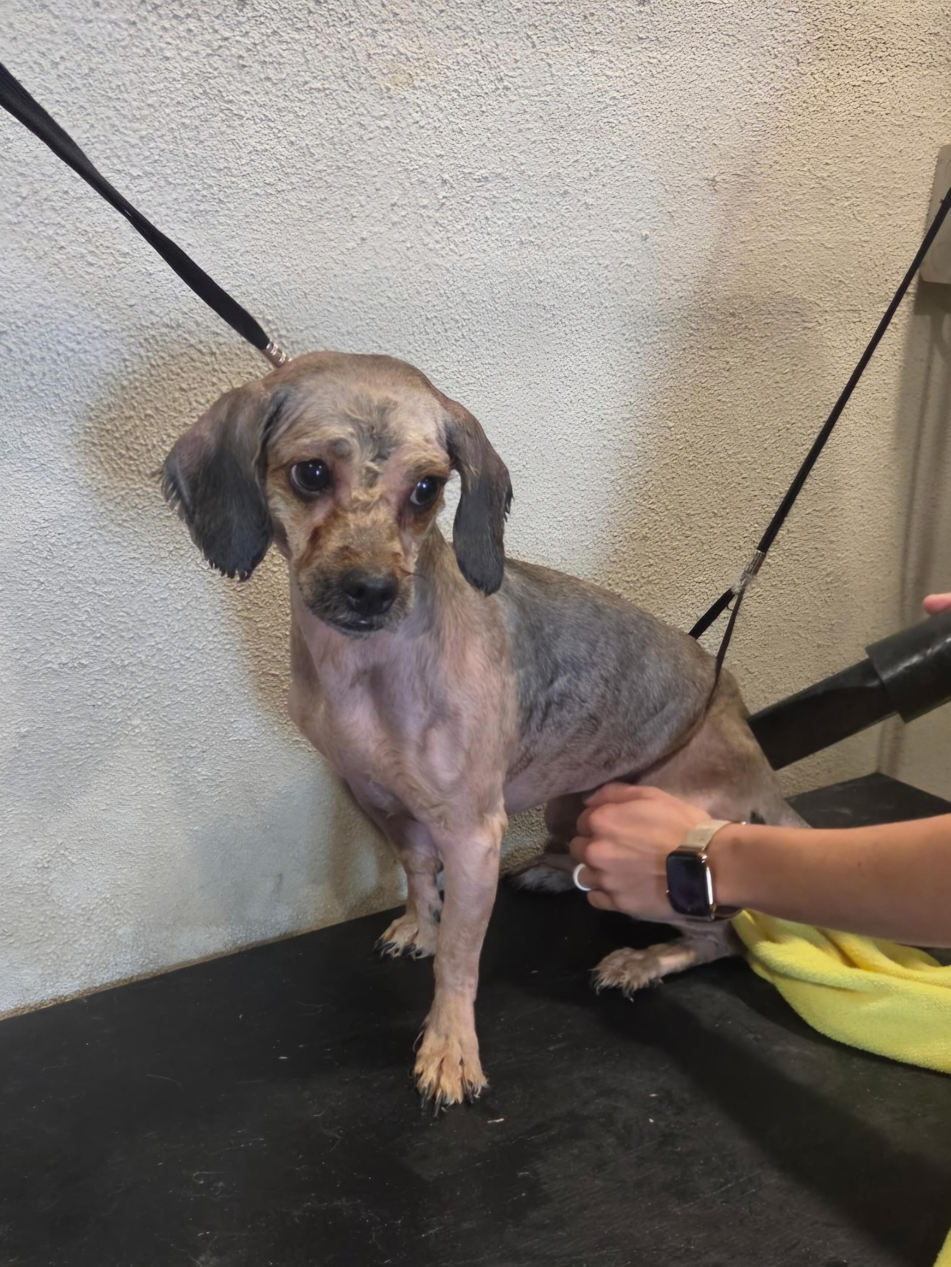 Enlarge Matilda, a Adoptable mixed breed in Jamestown, ND image 3/6