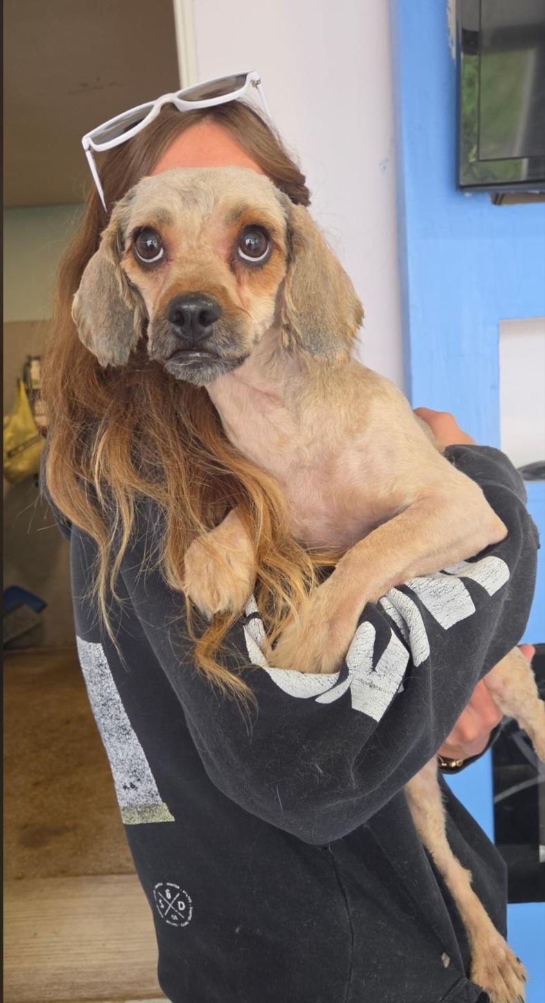 Enlarge Matilda, a Adoptable mixed breed in Jamestown, ND image 1/6