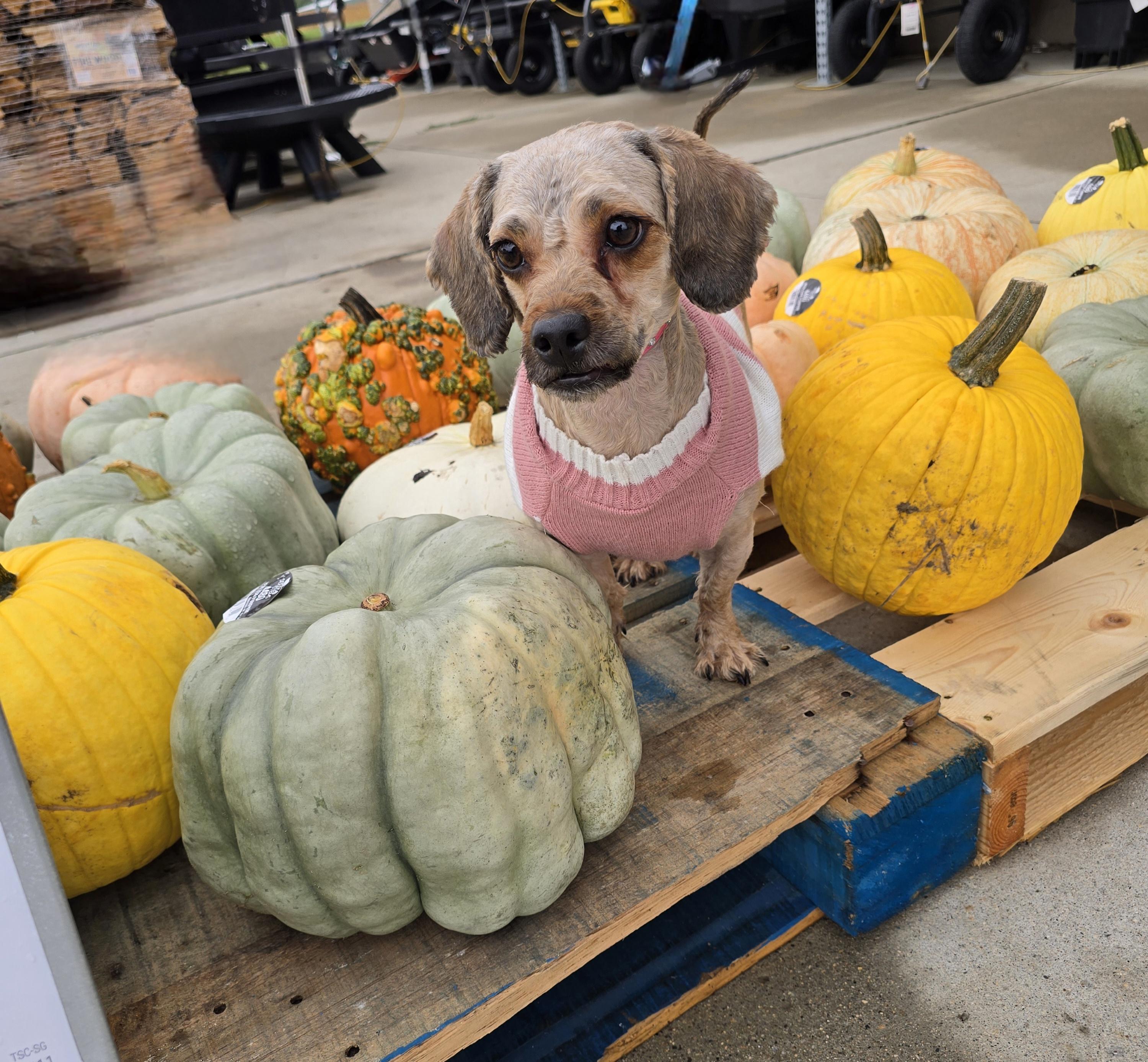 Enlarge Matilda-Adoption Pending, a Adoptable mixed breed in Jamestown, ND image 4/6