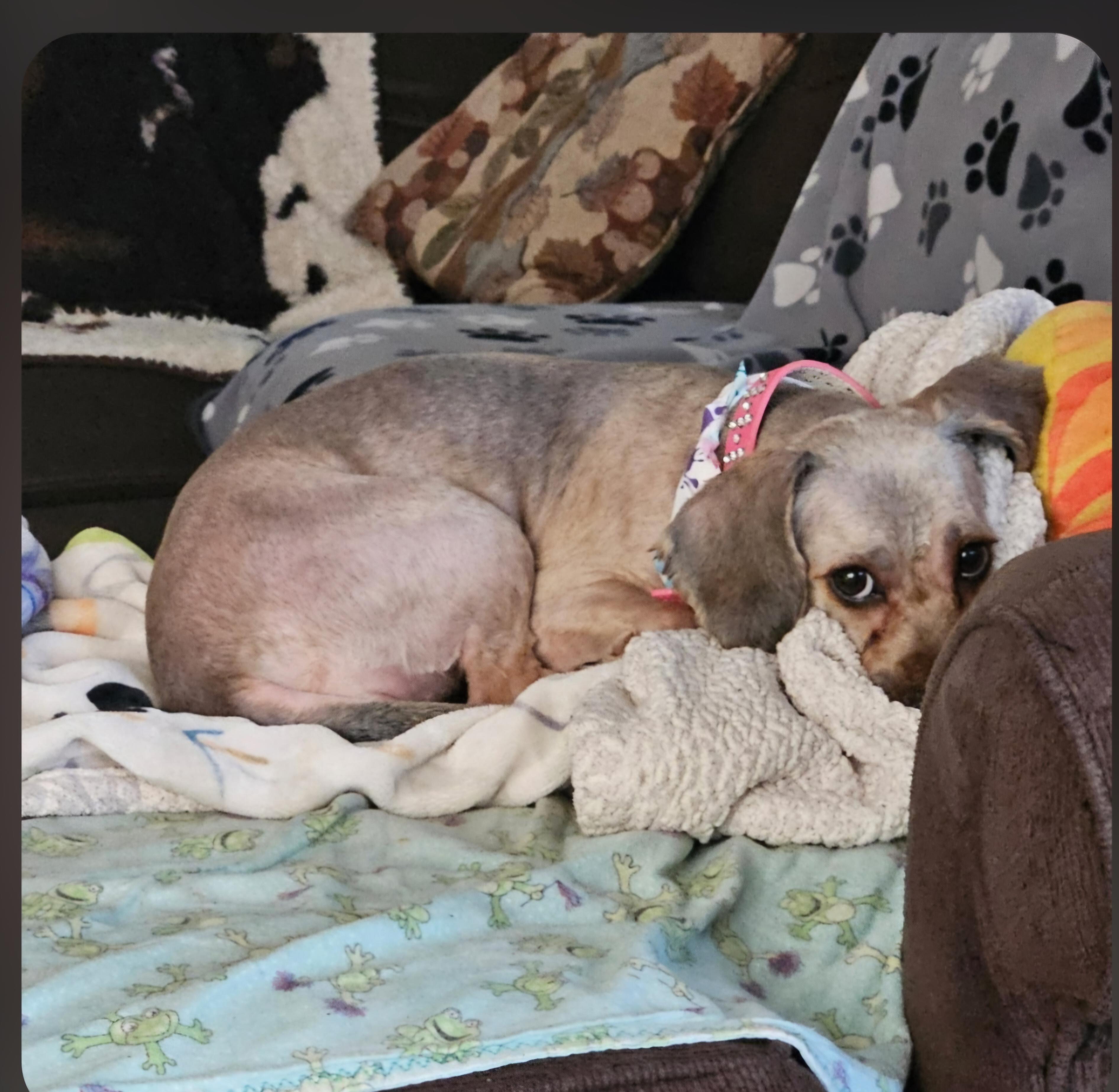 Enlarge Matilda, a Adoptable mixed breed in Jamestown, ND image 2/6