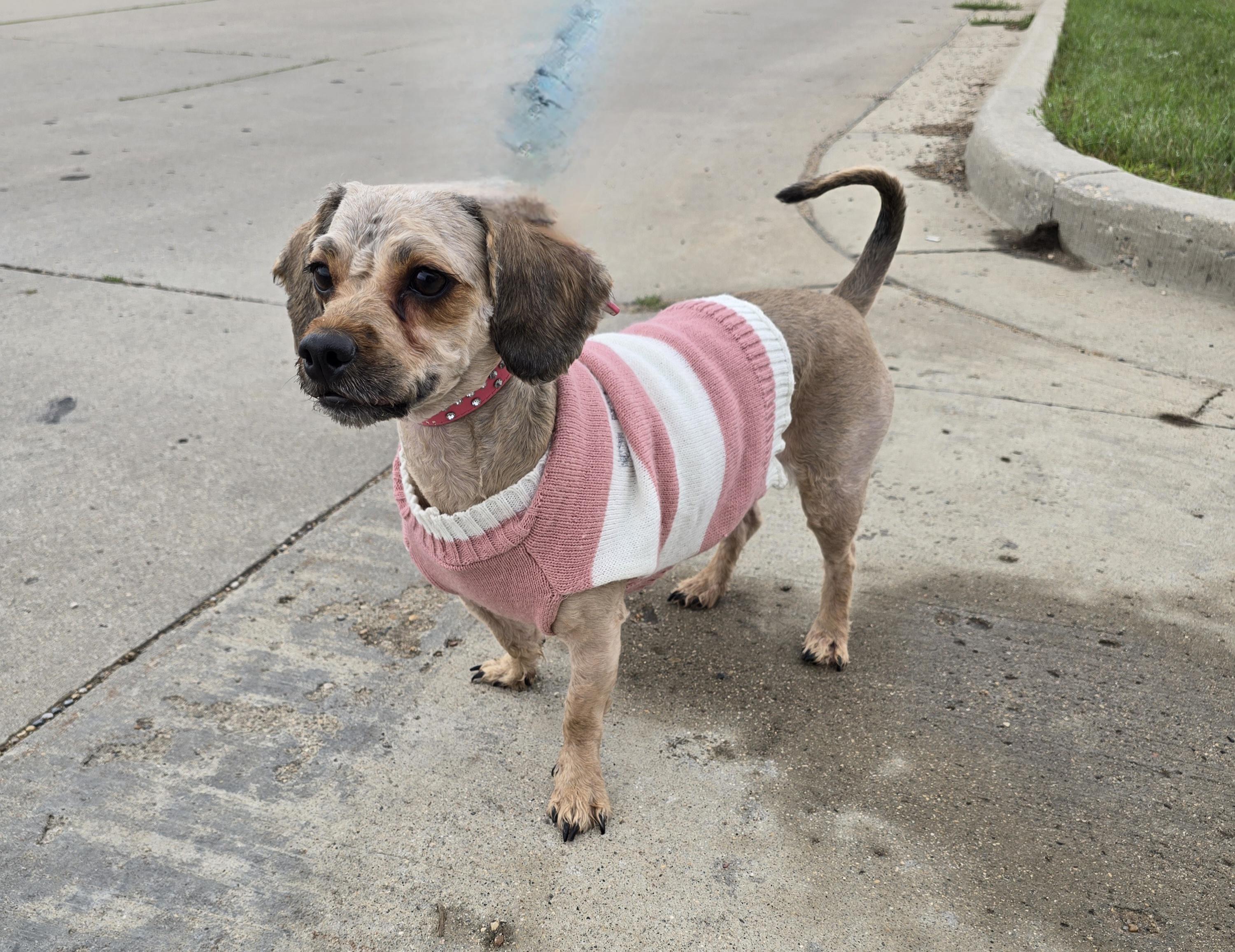 Enlarge Matilda-Adoption Pending, a Adoptable mixed breed in Jamestown, ND image 2/6