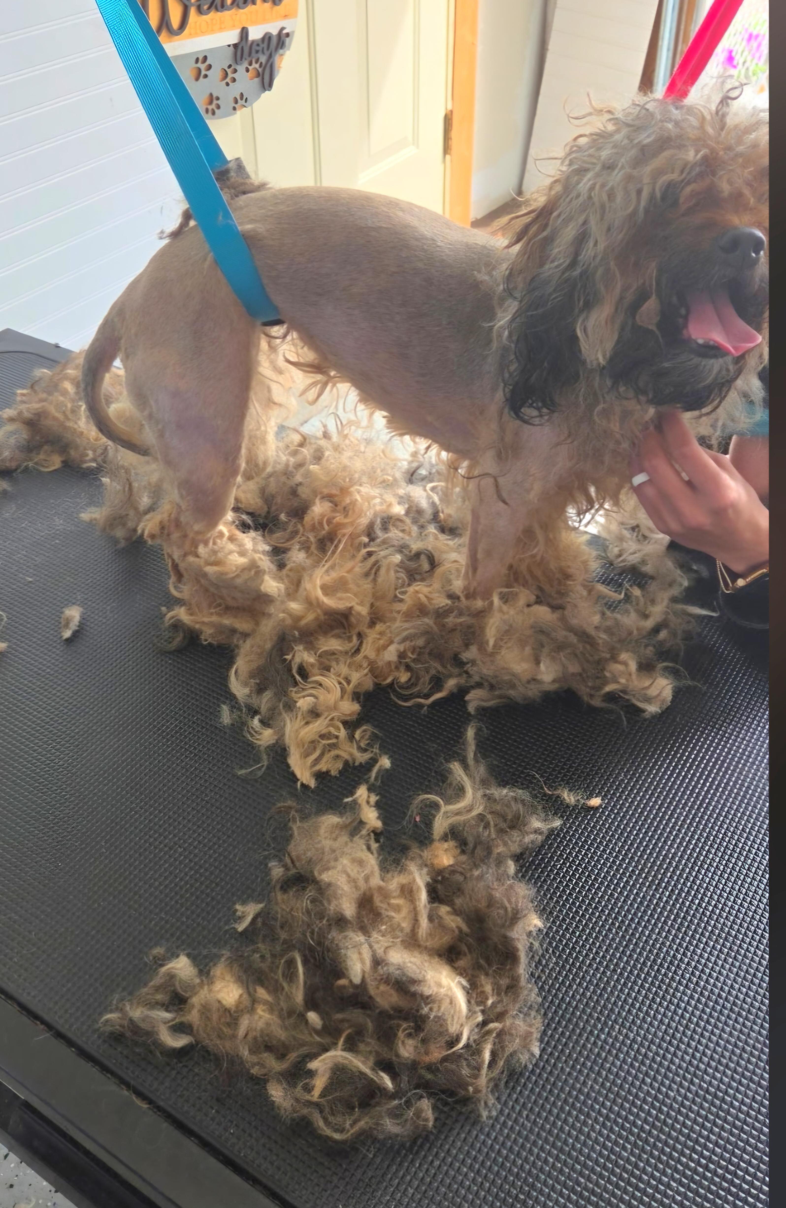 Enlarge Matilda, a Adoptable mixed breed in Jamestown, ND image 4/6