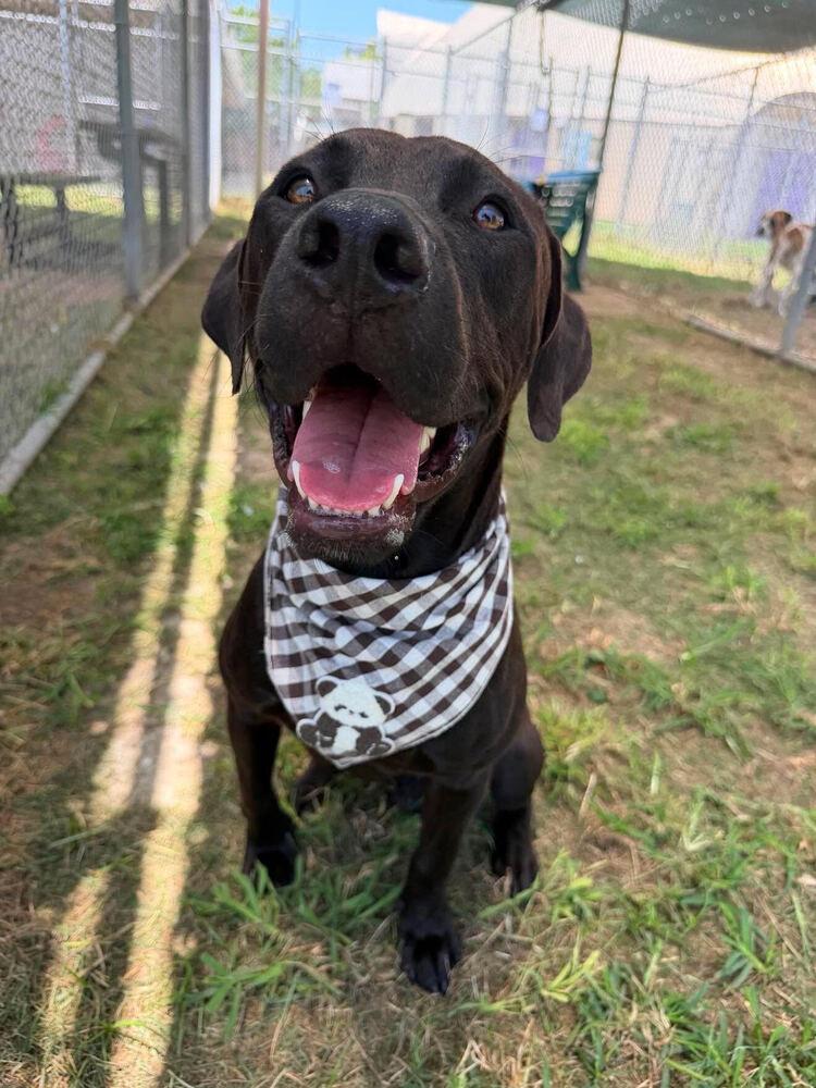 Demelaurd / Nolan, Adoptable, Young Male Labrador Retriever.