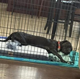 Demelaurd / Nolan, a Adoptable mixed breed in Broomfield, CO image 3/6
