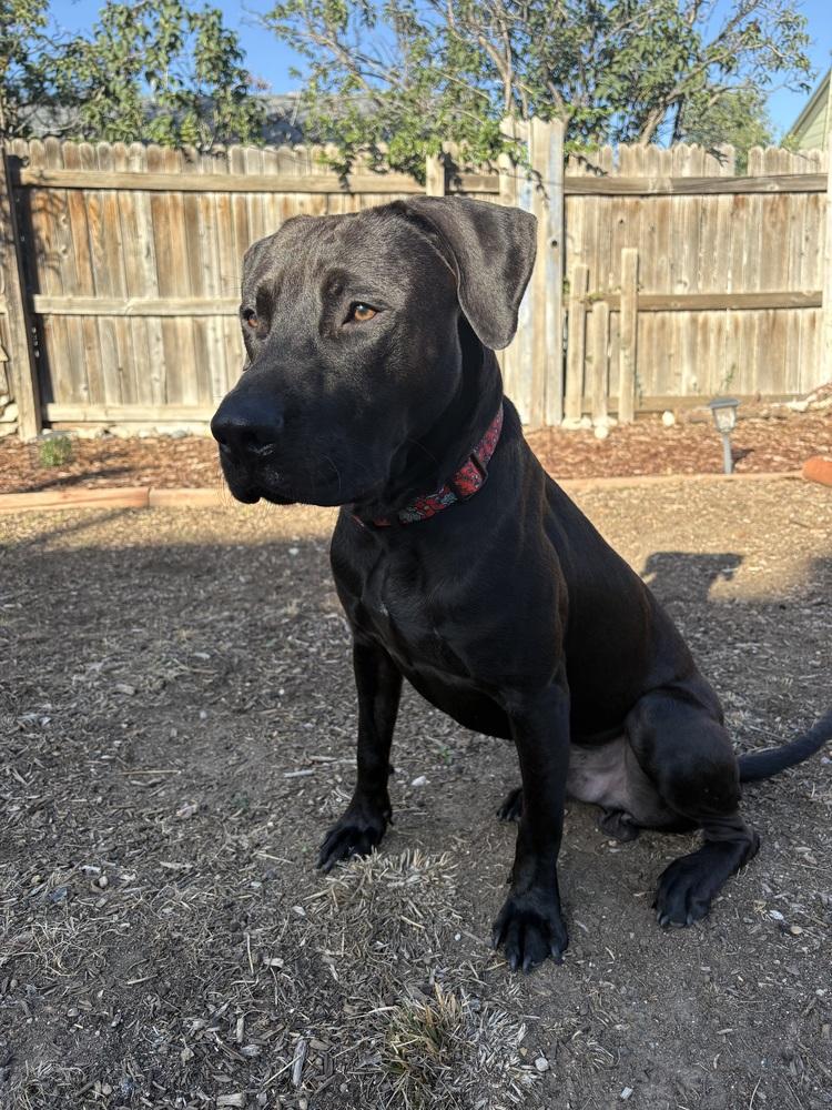 Enlarge Demelaurd / Nolan, a Adoptable mixed breed in Broomfield, CO image 4/6