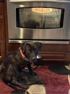 Demelaurd / Nolan, a Adoptable mixed breed in Broomfield, CO image 4/6