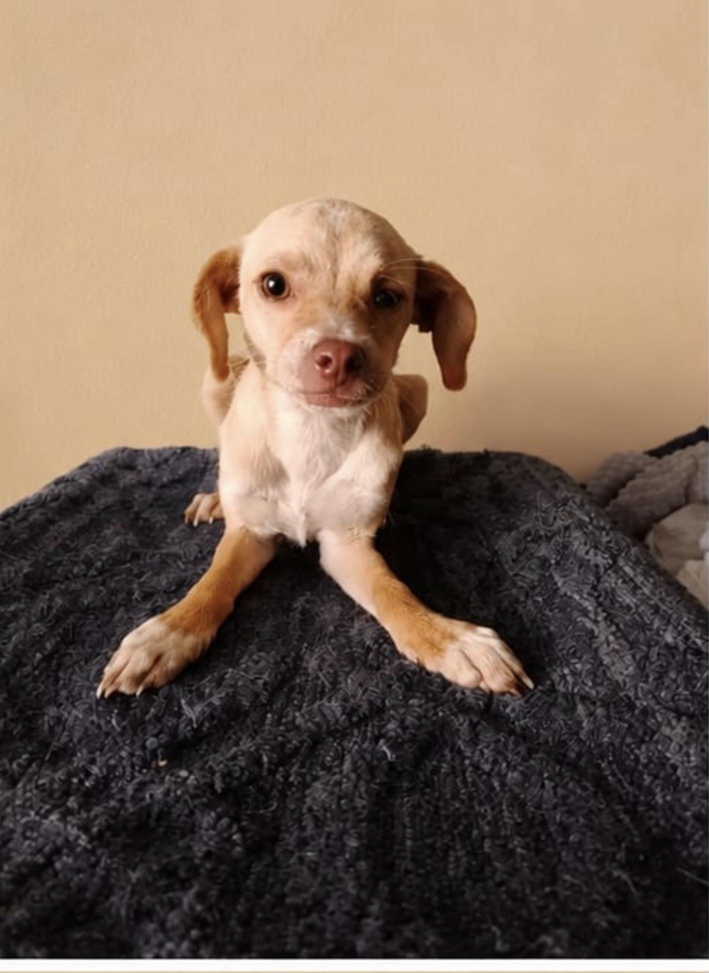 Sofia, ADOPTABLE, Puppy Female Puggle.