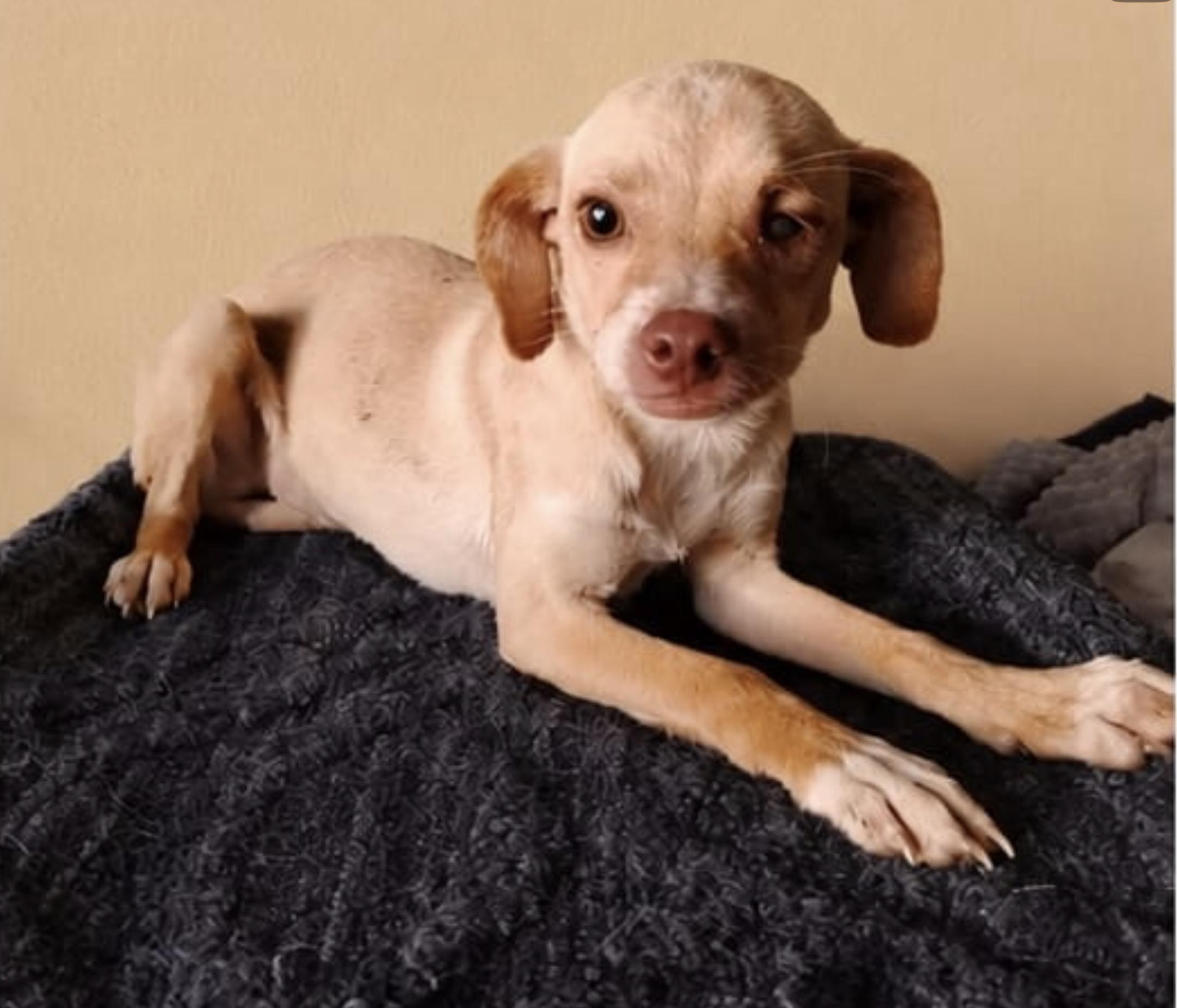 Sofia, a ADOPTABLE mixed breed in Chula Vista, CA image 4/4