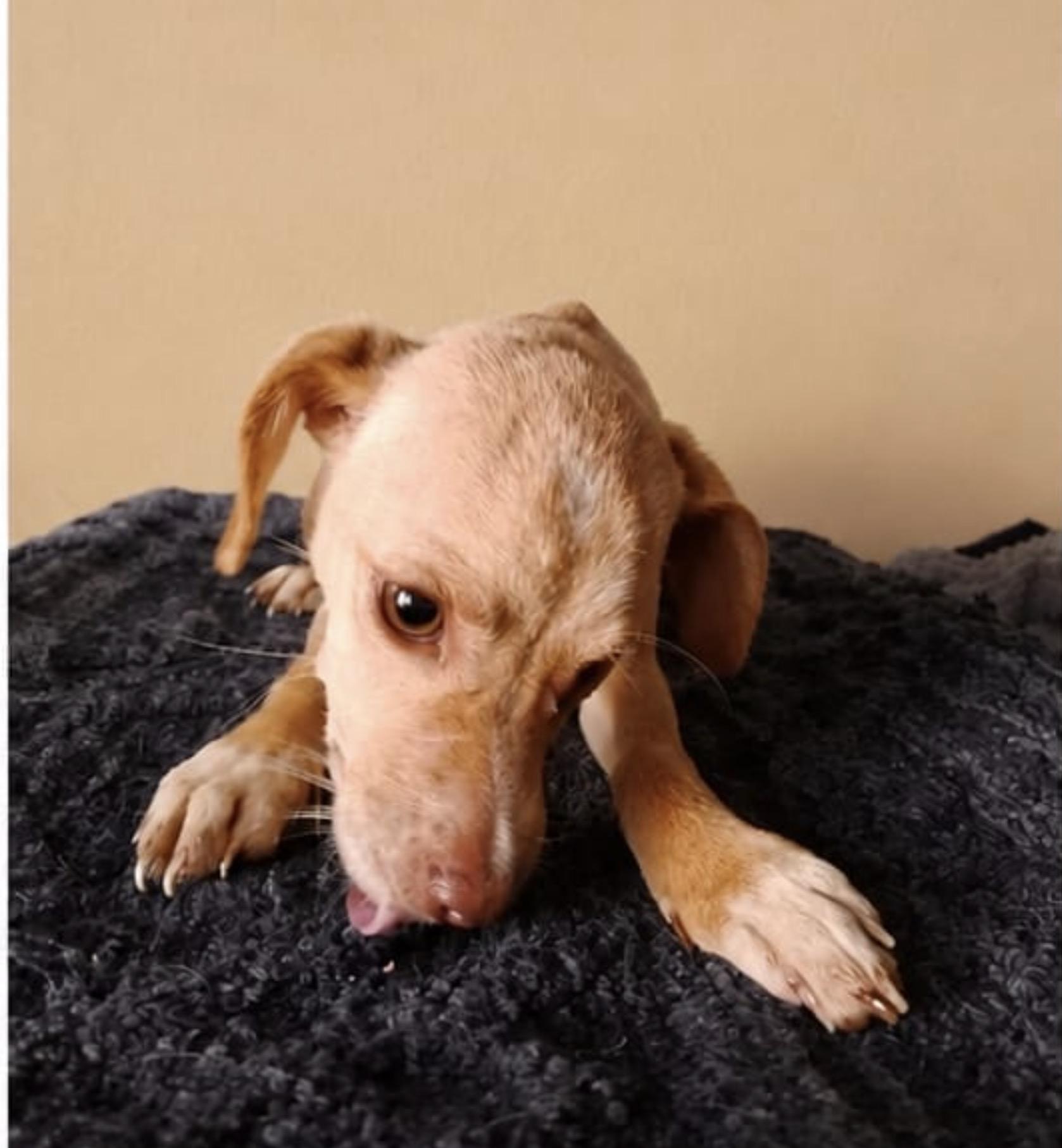Sofia, a ADOPTABLE mixed breed in Chula Vista, CA image 2/4