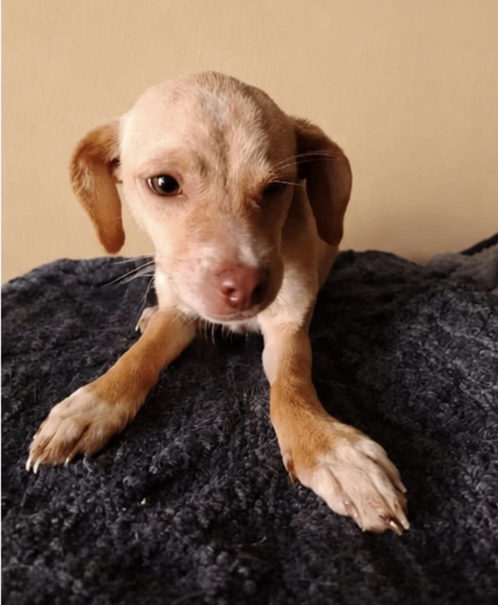 Sofia, a ADOPTABLE mixed breed in Chula Vista, CA image 3/4