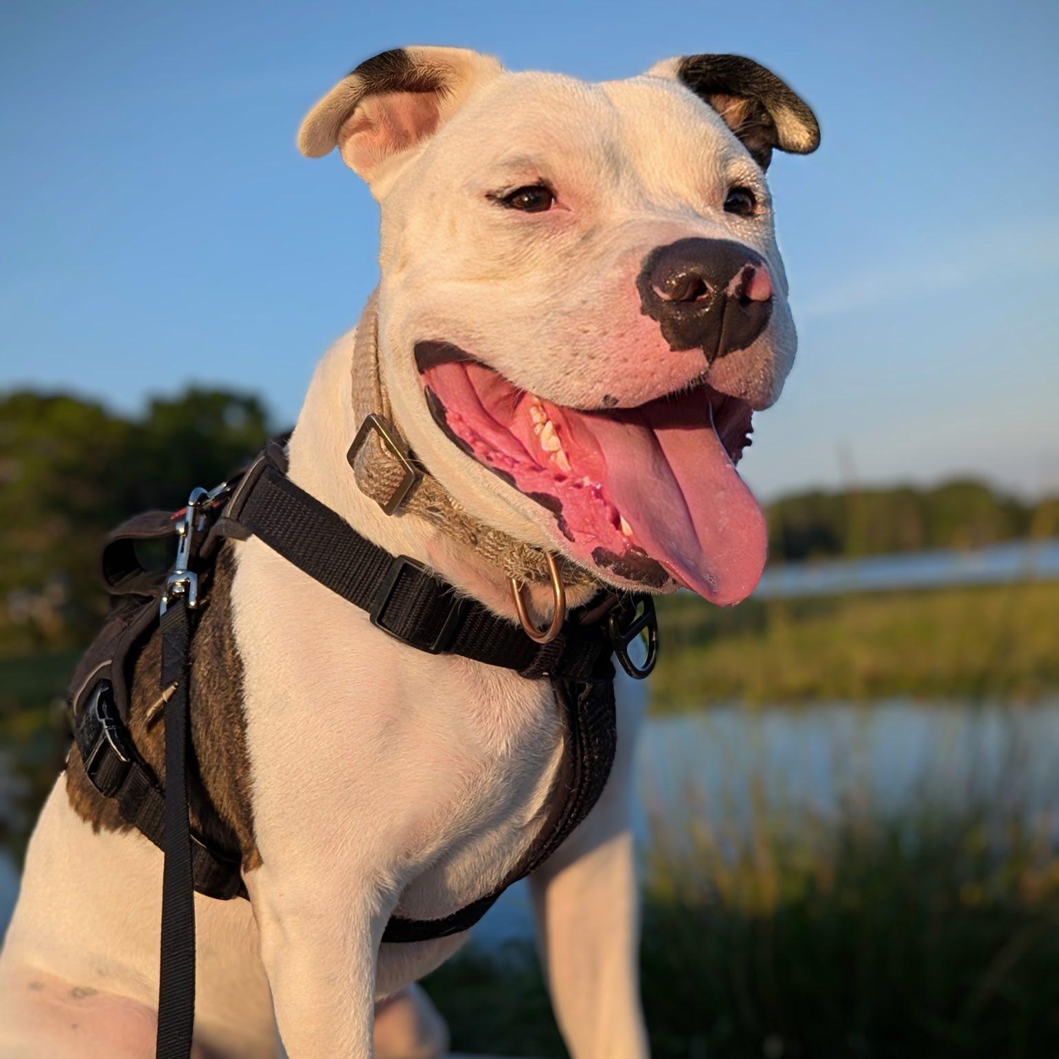 Enlarge Chance, a Adopted American Bulldog in Inverness, FL image 1/4