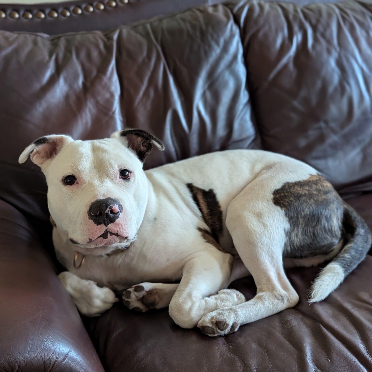 Enlarge Chance, a Adopted American Bulldog in Inverness, FL image 3/4