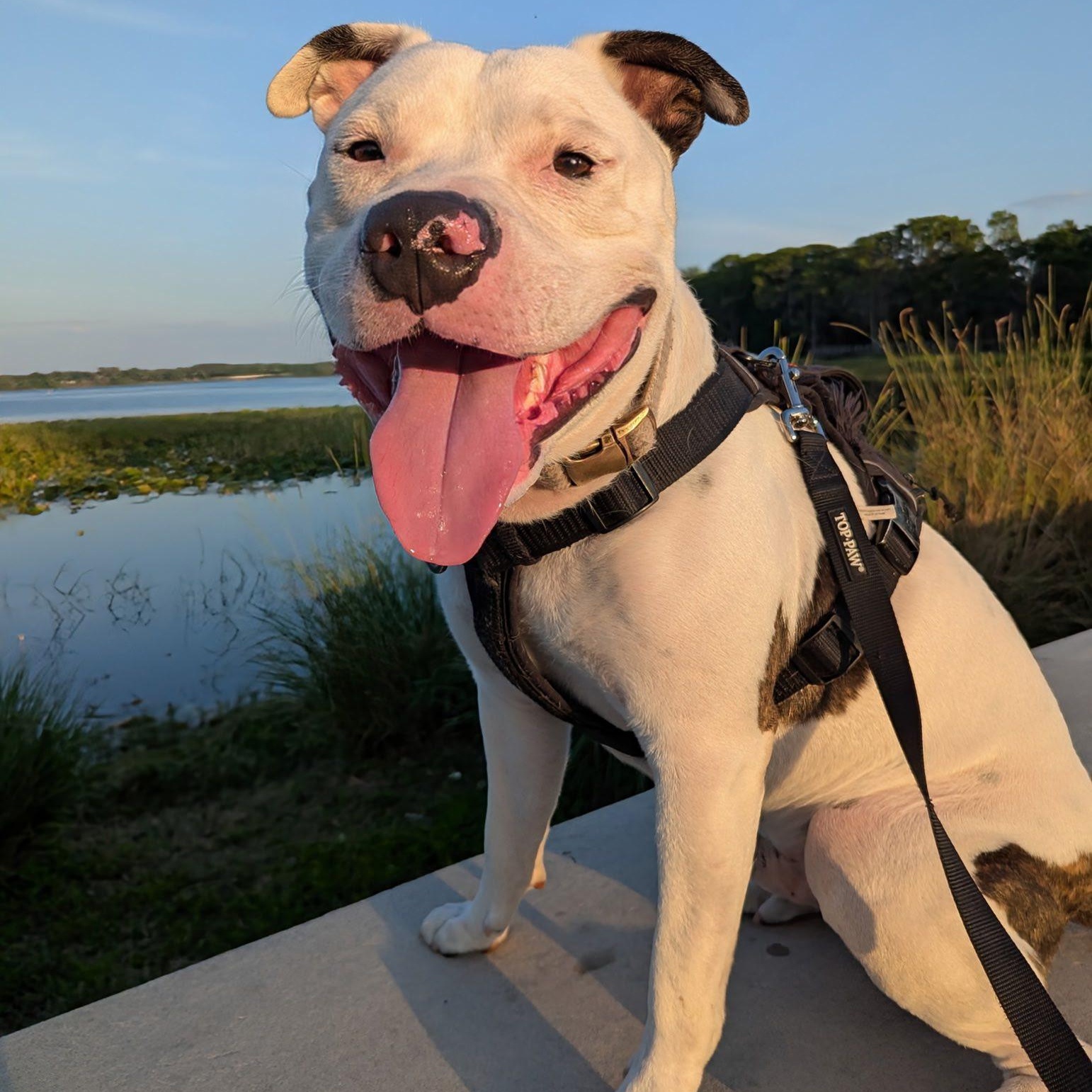 Enlarge Chance, a Adopted American Bulldog in Inverness, FL image 4/4
