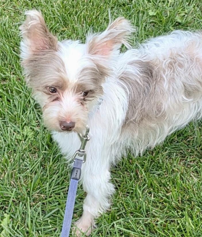 Wesley, Adoptable, Adult Male Terrier.