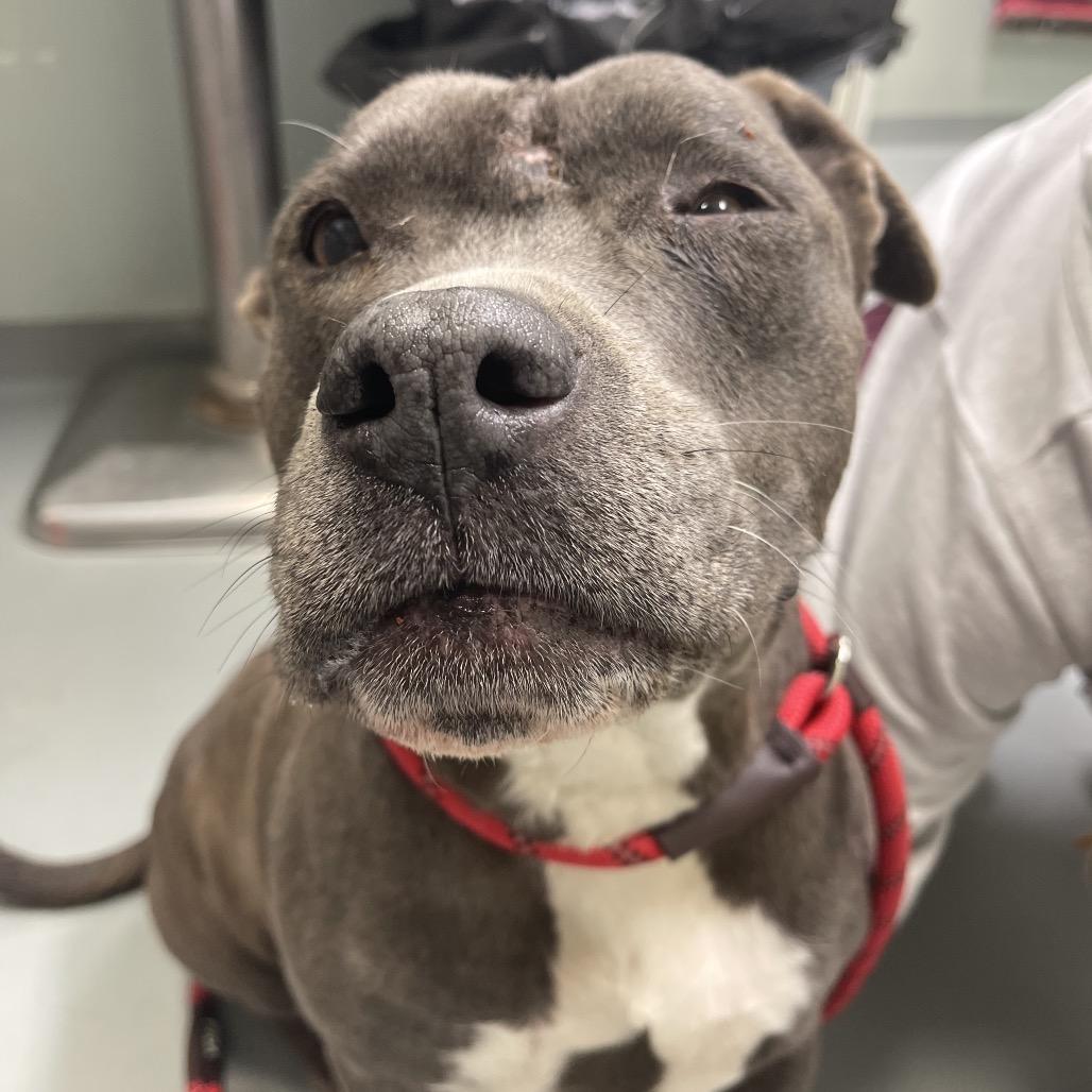 Enlarge Lyla, a Adoptable Mixed Breed in Saint Charles, MO image 2/6