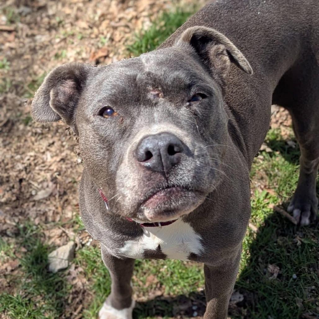 Enlarge Lyla, a Adoptable Mixed Breed in Saint Charles, MO image 3/6