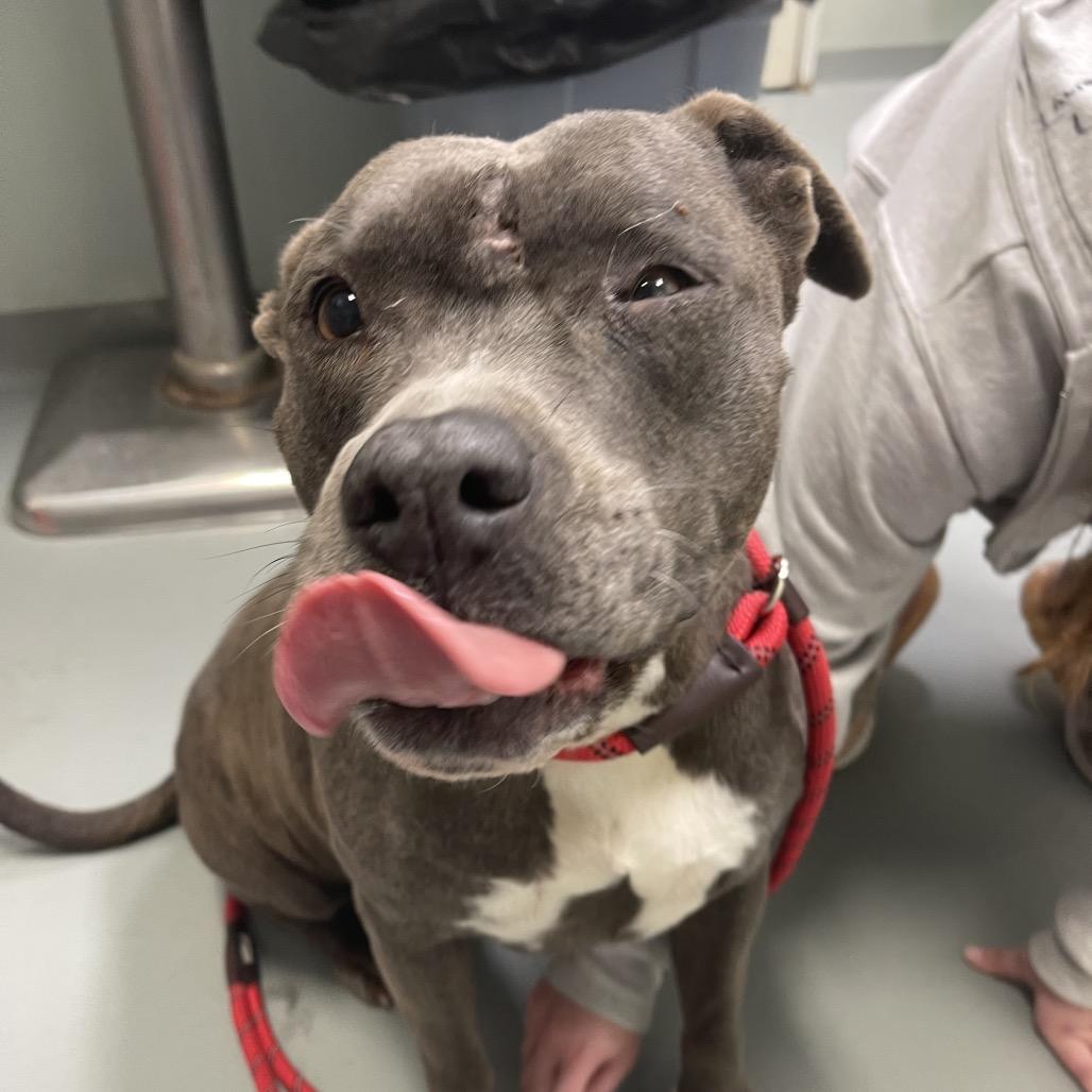 Enlarge Lyla, a Adoptable Mixed Breed in Saint Charles, MO image 4/6