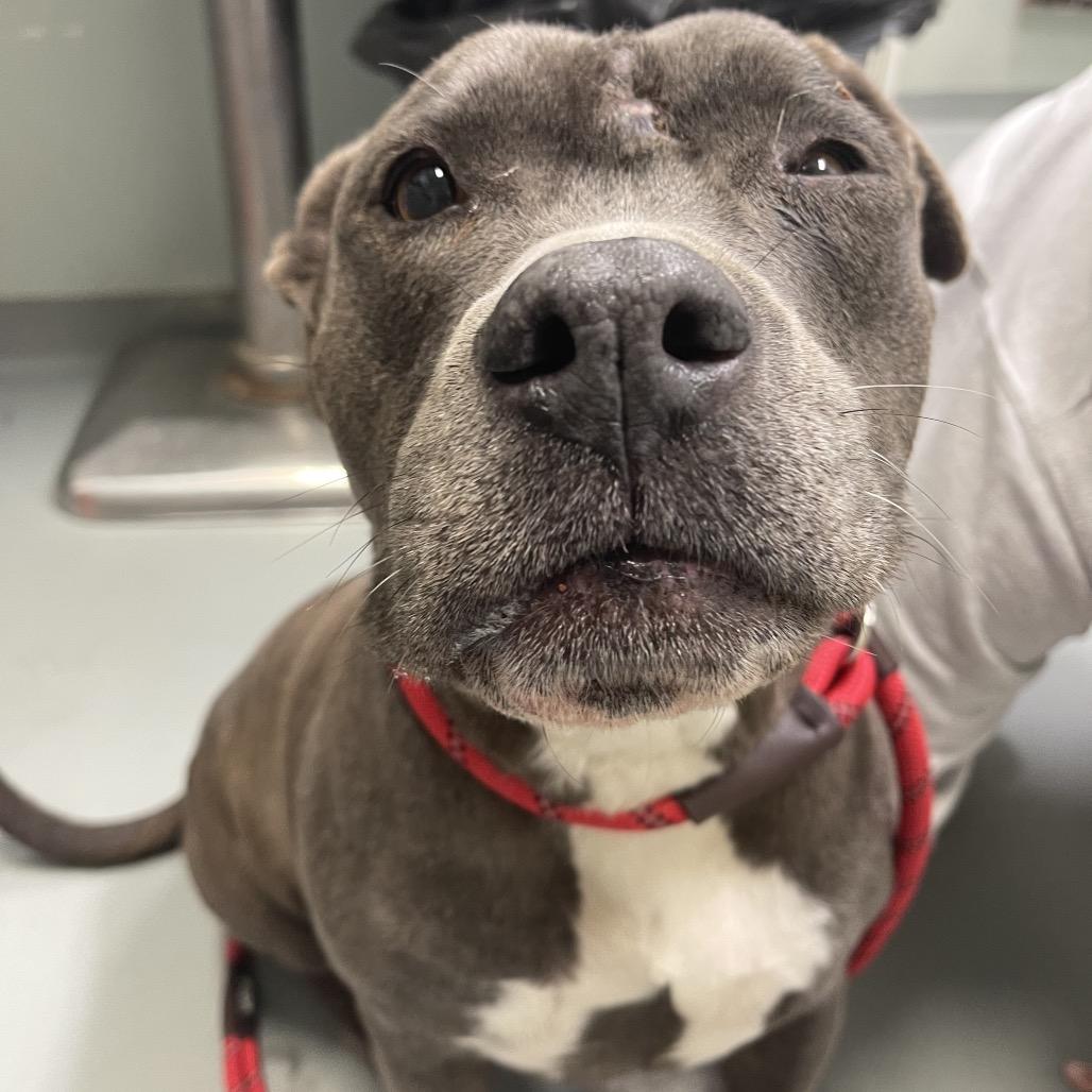 Enlarge Lyla, a Adoptable Mixed Breed in Saint Charles, MO image 5/6