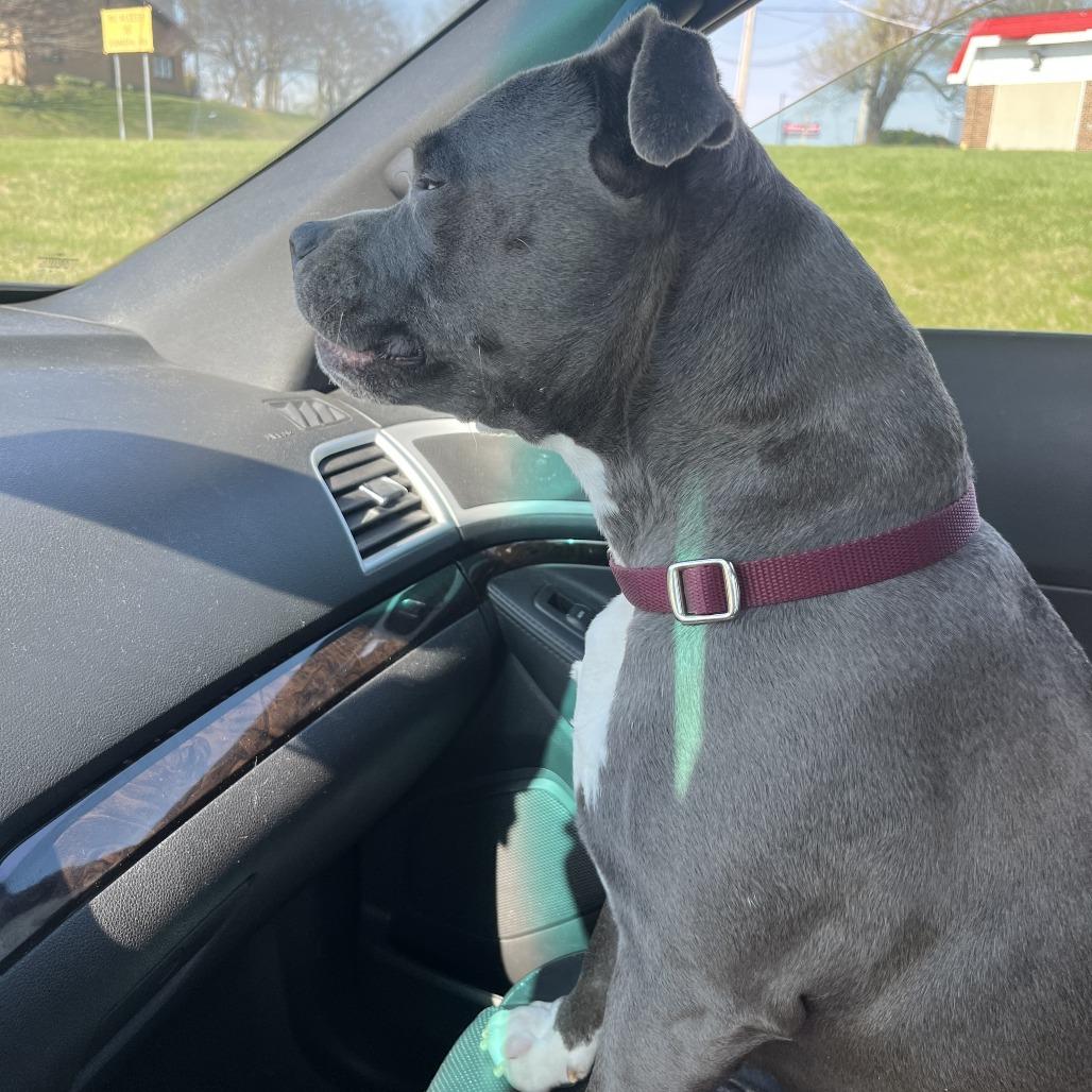 Enlarge Lyla, a Adoptable Mixed Breed in Saint Charles, MO image 6/6