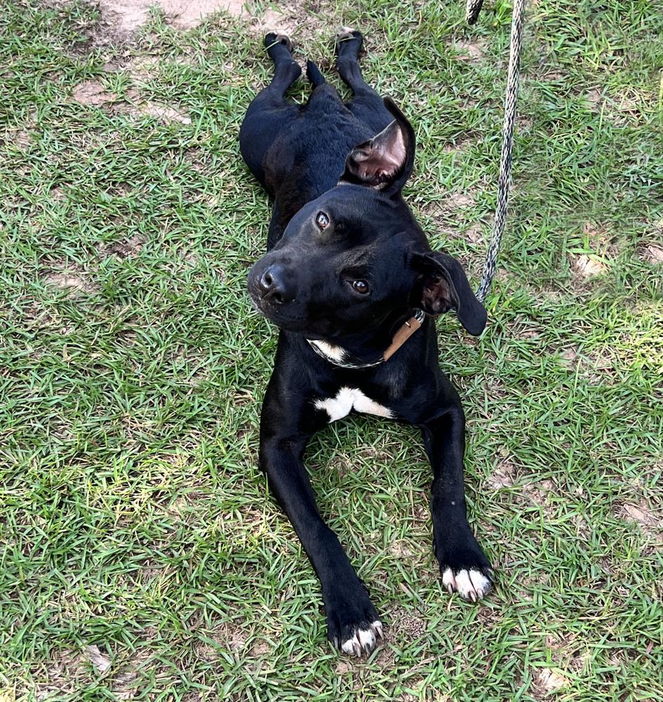 Velvet, Adoptable, Adult Female Pit Bull Terrier.