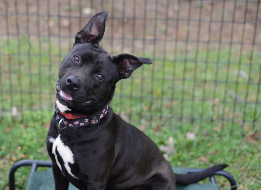 Enlarge Velvet, a Adoptable mixed breed in Barnesville, GA image 2/4