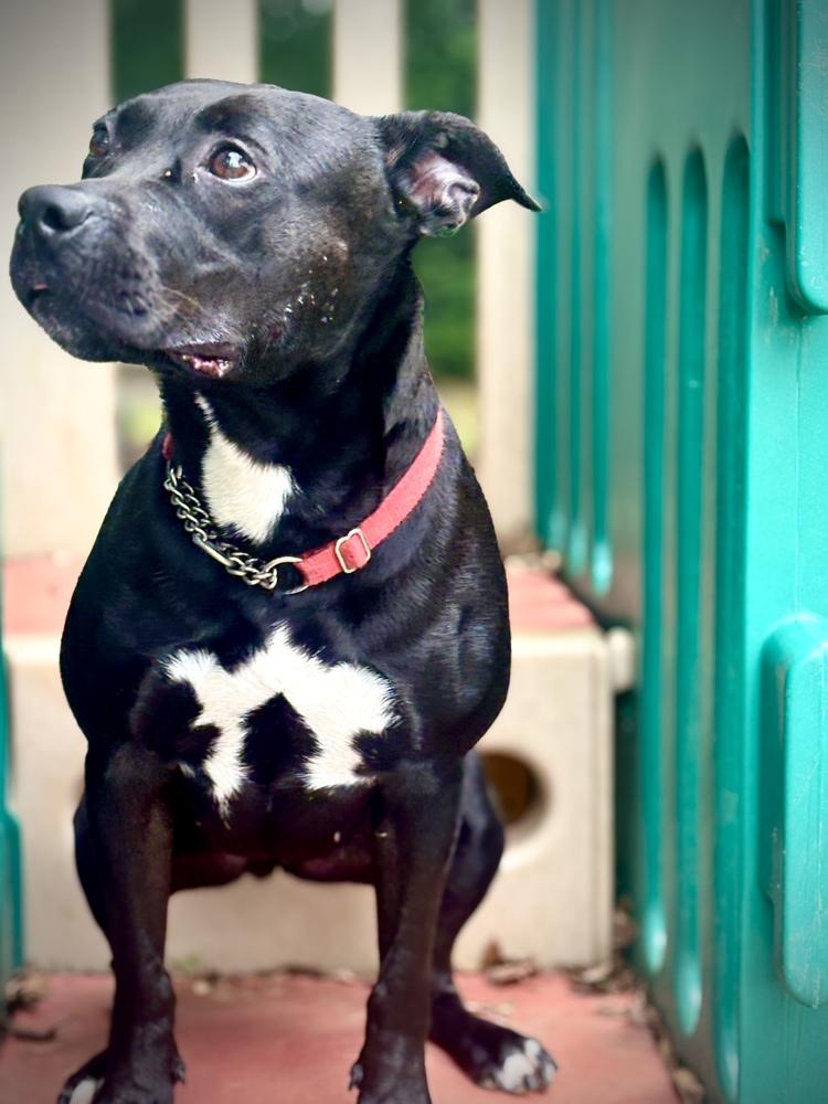 Enlarge Velvet, a Adoptable mixed breed in Barnesville, GA image 3/4