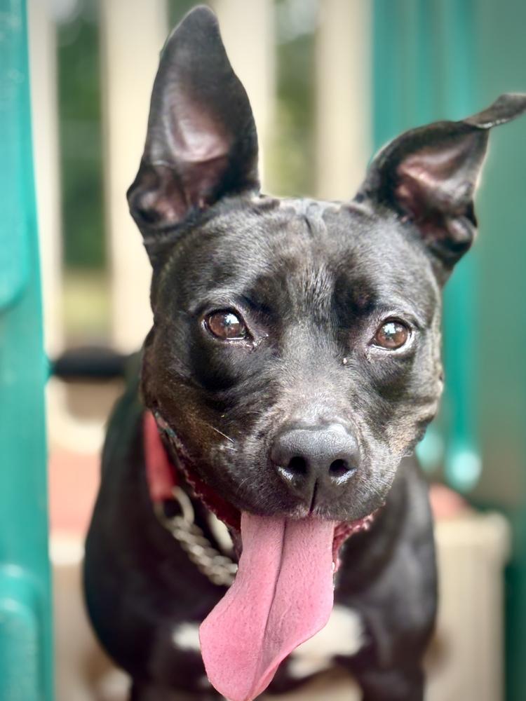 Enlarge Velvet, a Adoptable mixed breed in Barnesville, GA image 4/4