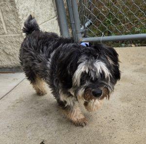 Enlarge Jasper, a Adopted Aussiedoodle in Bucyrus, OH image 4/5