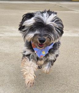 Enlarge Jasper, a Adopted Aussiedoodle in Bucyrus, OH image 3/5