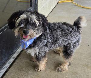 Jasper, Adopted, Young Male Aussiedoodle.