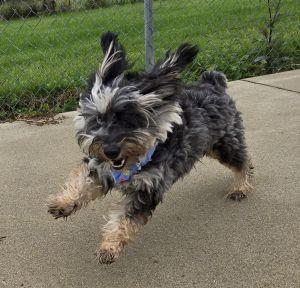 Enlarge Jasper, a Adopted Aussiedoodle in Bucyrus, OH image 2/5