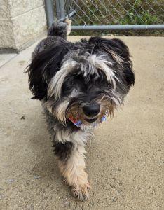 Enlarge Jasper, a Adopted Aussiedoodle in Bucyrus, OH image 5/5