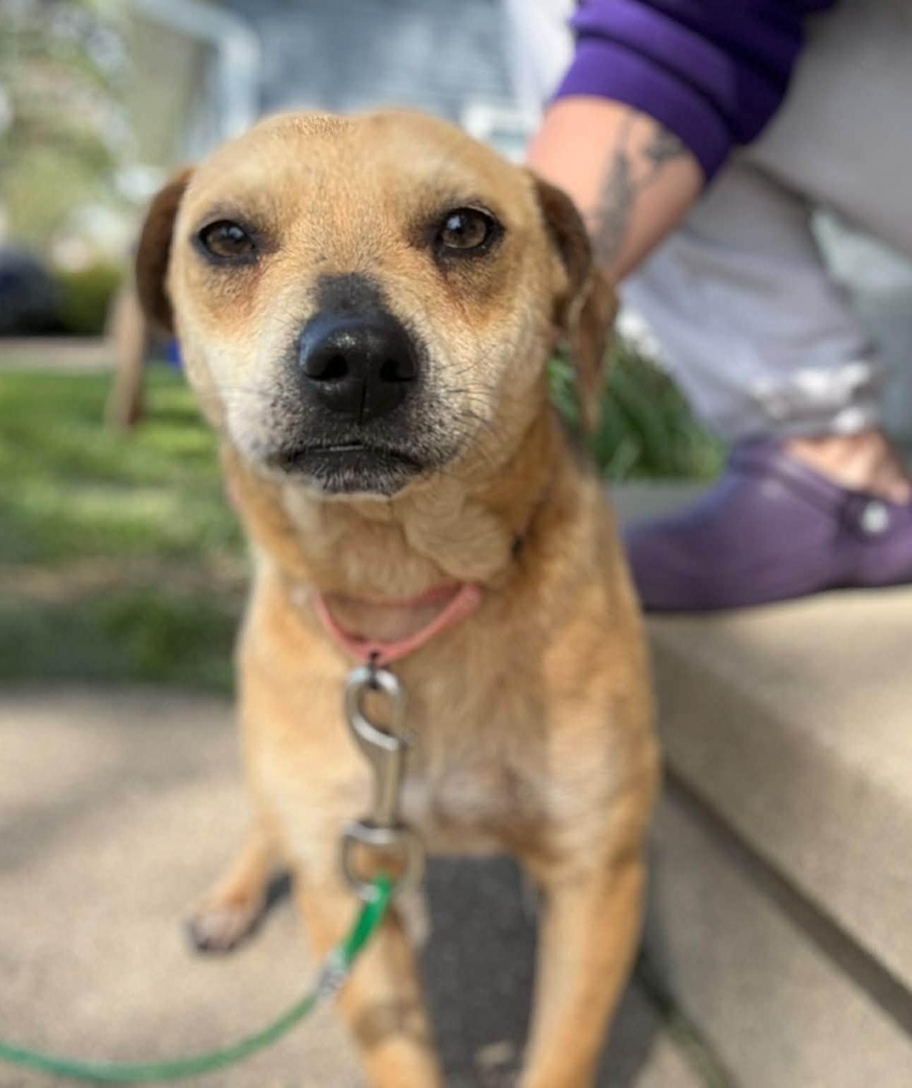 Enlarge Snoop , an adopted mixed breed in Cedar Rapids, IA image 1/2