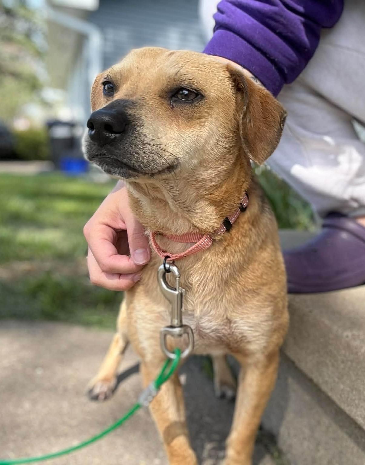 Enlarge Snoop , an adopted mixed breed in Cedar Rapids, IA image 2/2