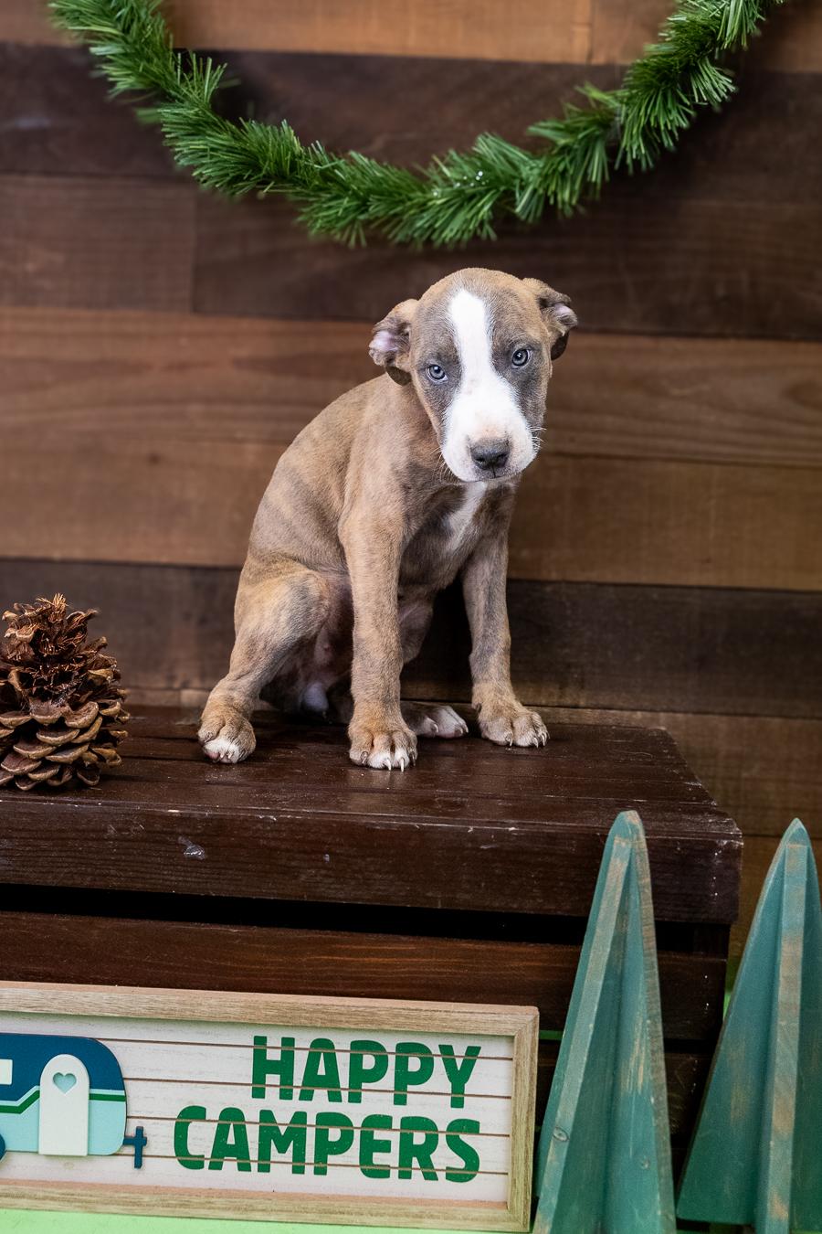 Enlarge 470-26, a ADOPTABLE Pit Bull Terrier in Brighton, CO image 1/1