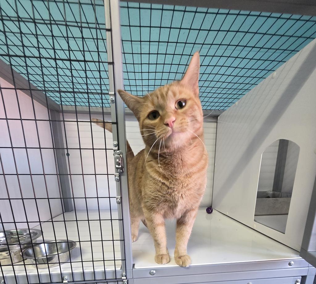 Shaky, Adoptable, Young Male Domestic Short Hair.
