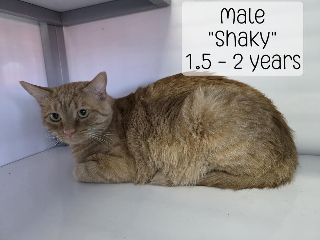 Shaky, Adoptable, Young Male Domestic Short Hair.