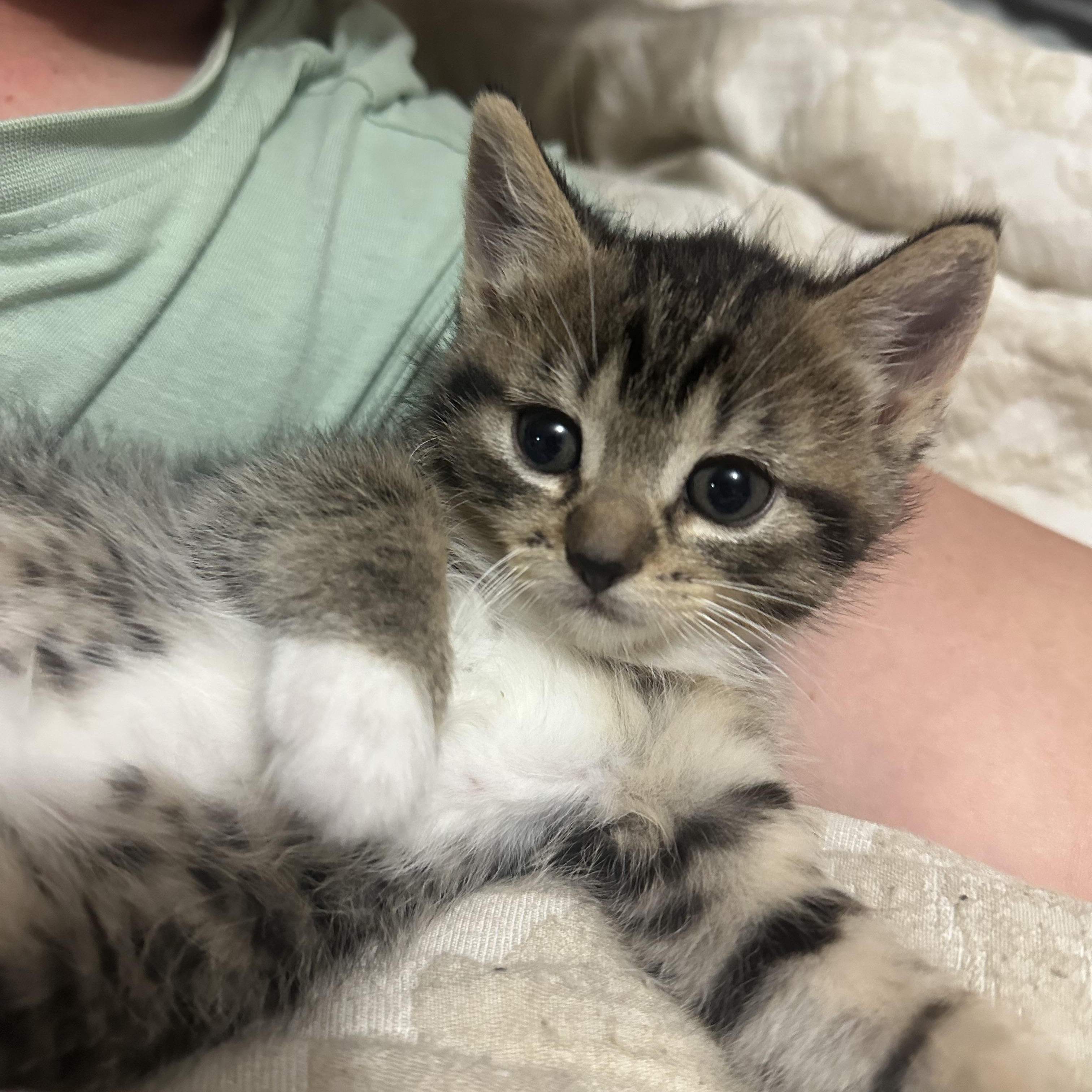 Enlarge Mojito, a Adopted Domestic Medium Hair in Wakefield, QC image 4/6