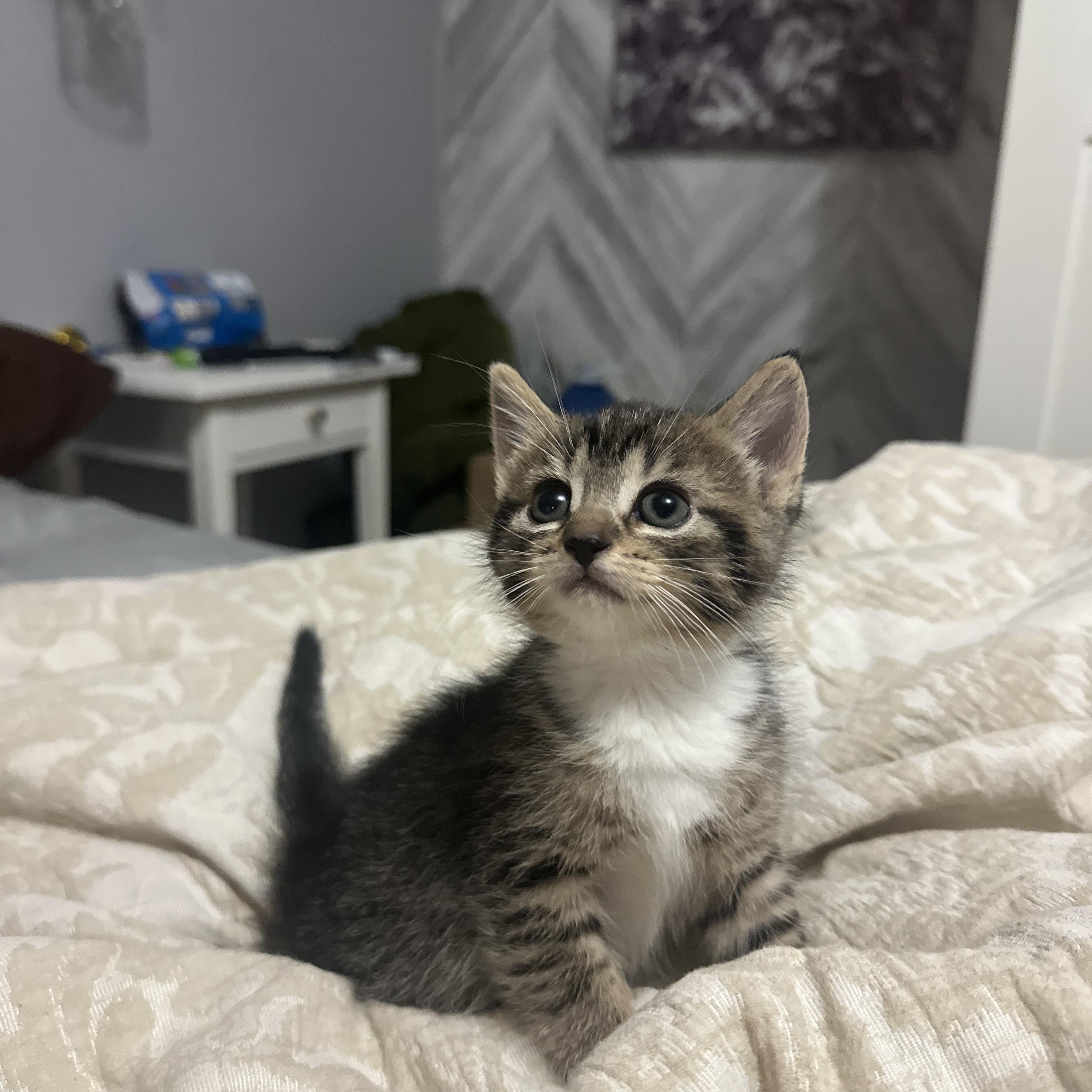 Enlarge Mojito, a Adopted Domestic Medium Hair in Wakefield, QC image 2/6