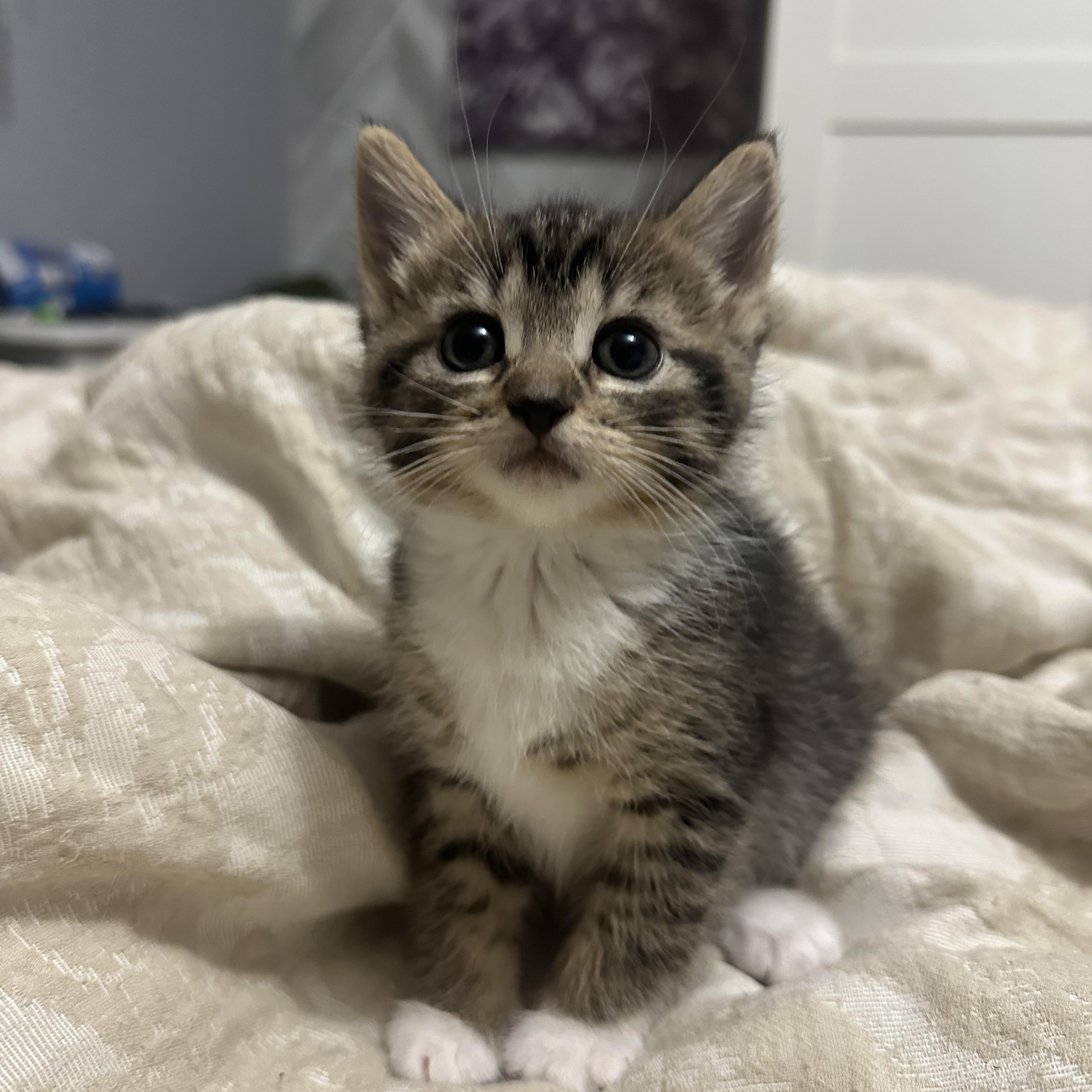 Mojito, Adoptable, Kitten Female Domestic Medium Hair.