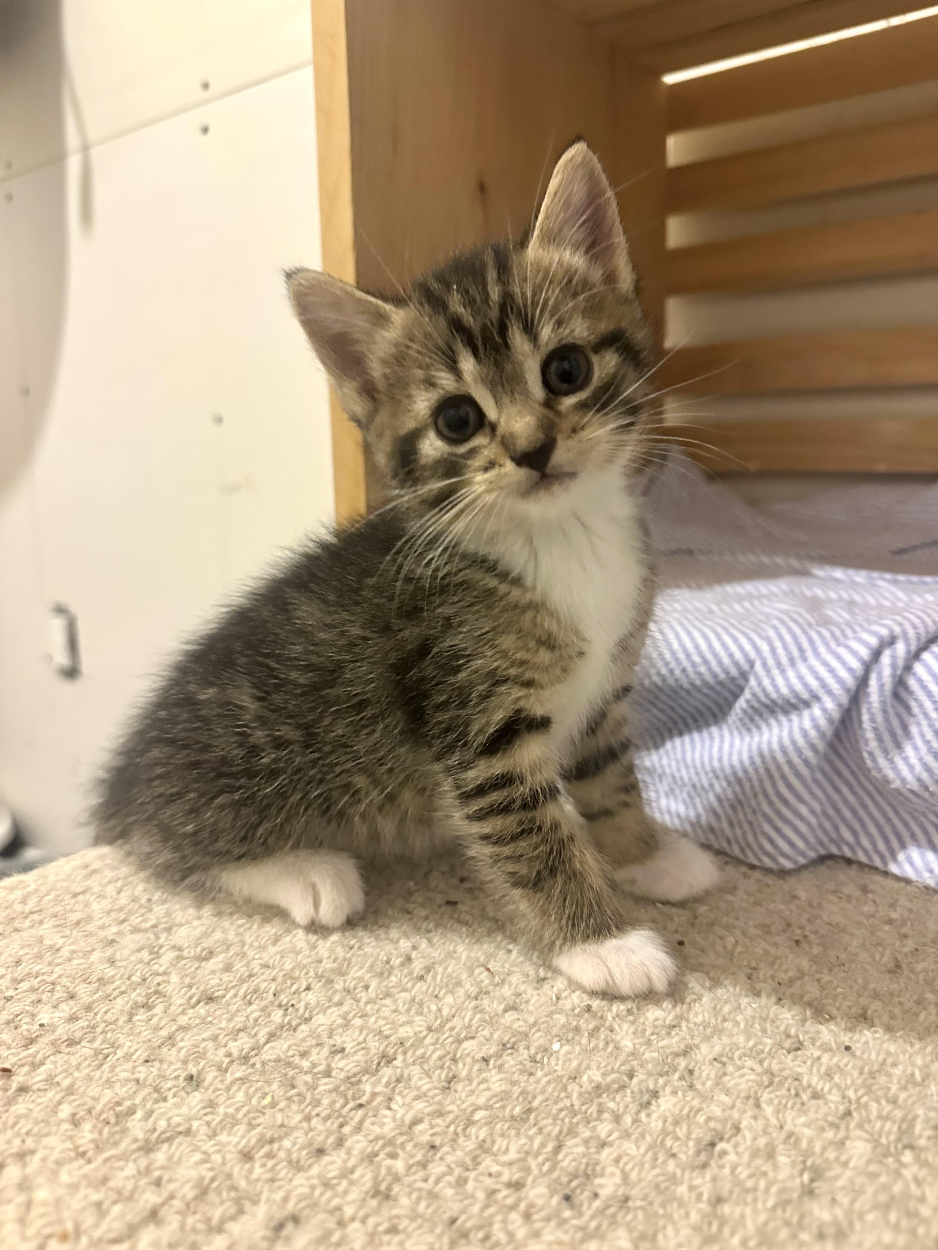 Enlarge Mojito, a Adopted Domestic Medium Hair in Wakefield, QC image 3/6