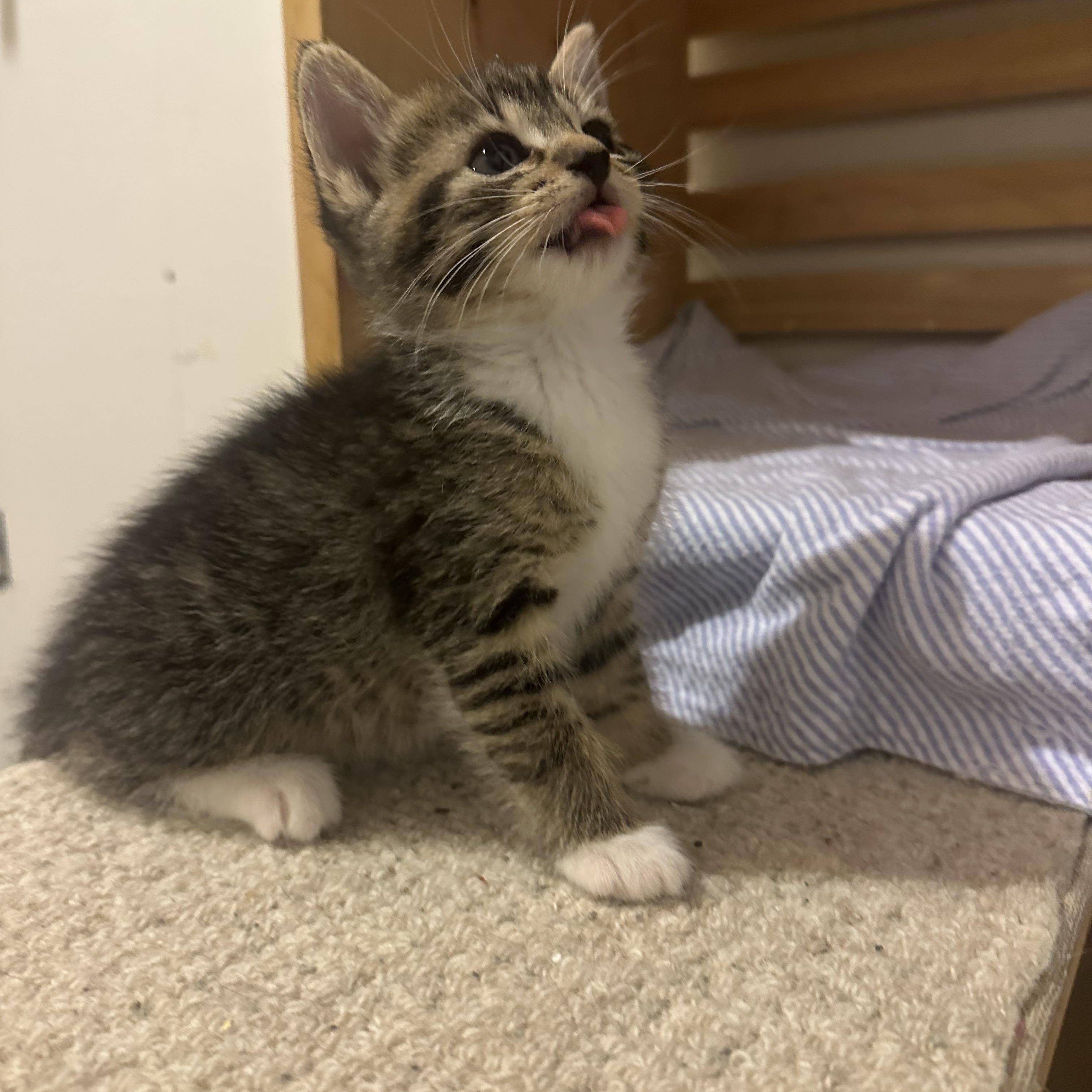 Enlarge Mojito, a Adopted Domestic Medium Hair in Wakefield, QC image 5/6