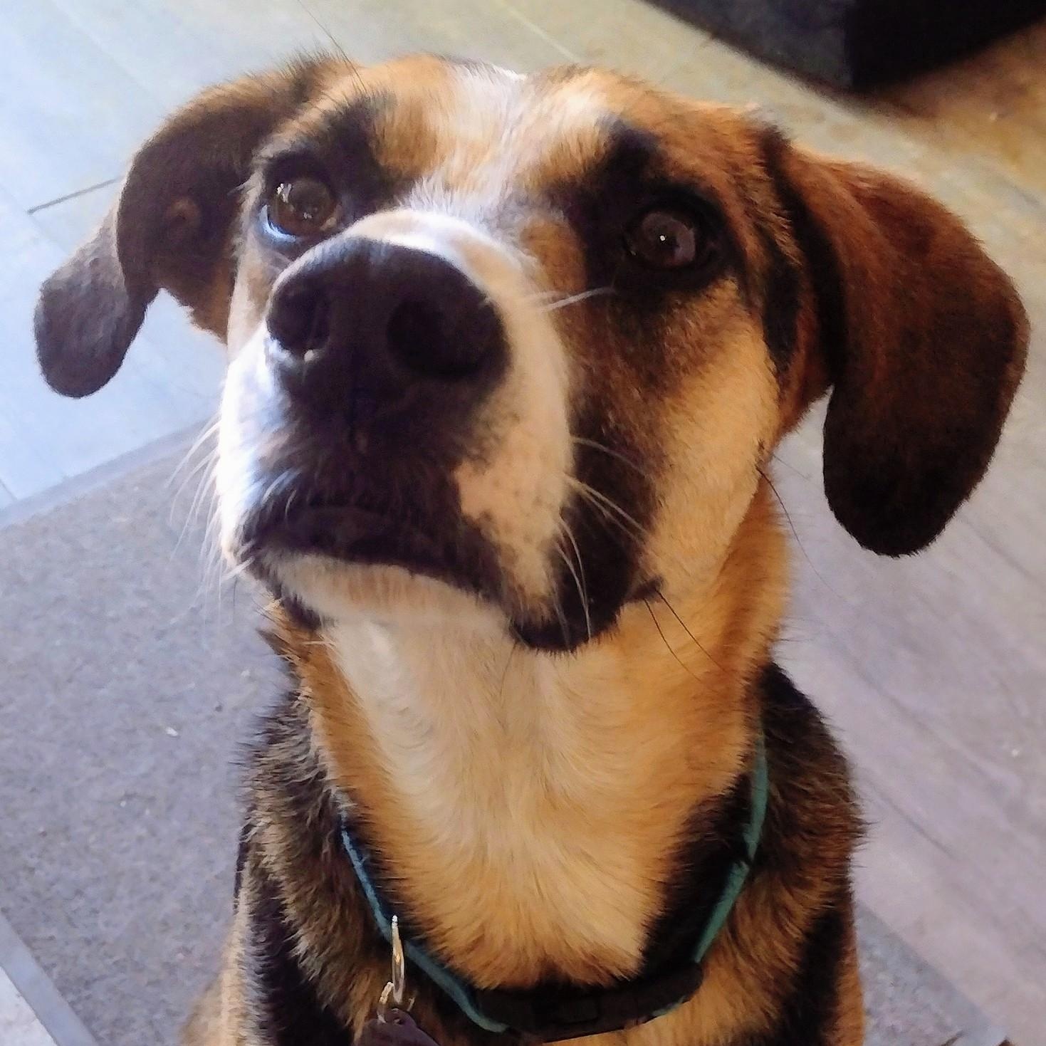 Enlarge Camila, a ADOPTABLE mixed breed in Carlsbad, CA image 6/6